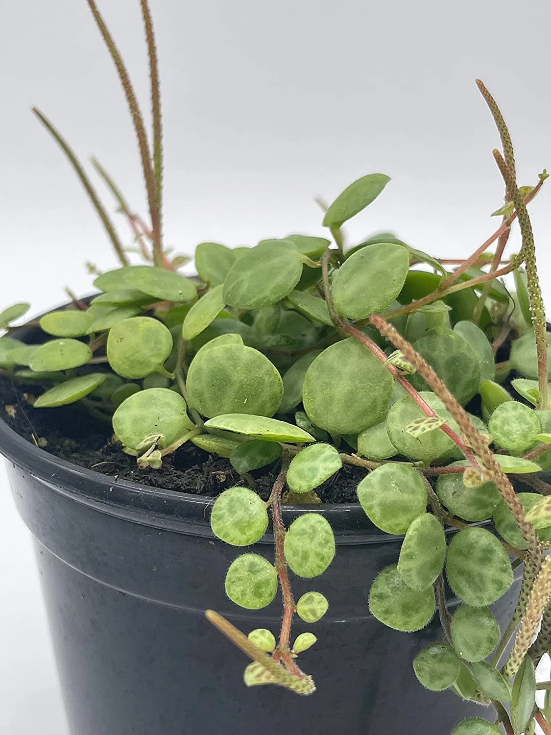 String of Turtles, Peperomia prostrata, Vining Plant, Live in a 4 inch Pot