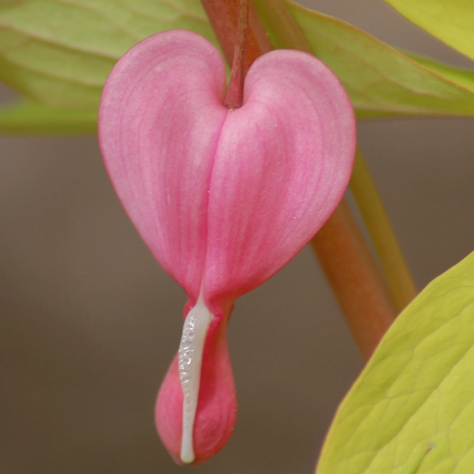 Bleeding Hearts Bulbs For Planting,Bleeding Hearts Plants,Bleeding Hearts Flowers,Beautify Environment,Dicentra Spectabilis Bleeding Heart,Bleeding Hearts Bulbs For Sale.