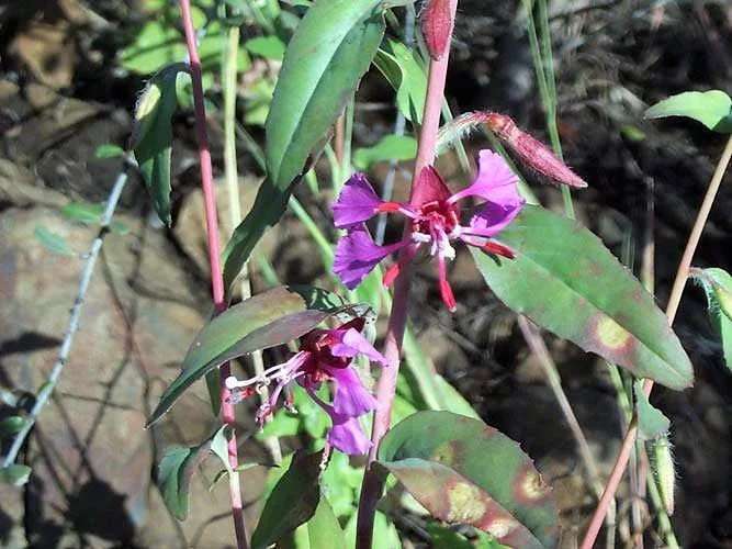 500 MIXED ELEGANT CLARKIA Mountain Garland Elegans Pink Purple Red Mix Flower Seeds
