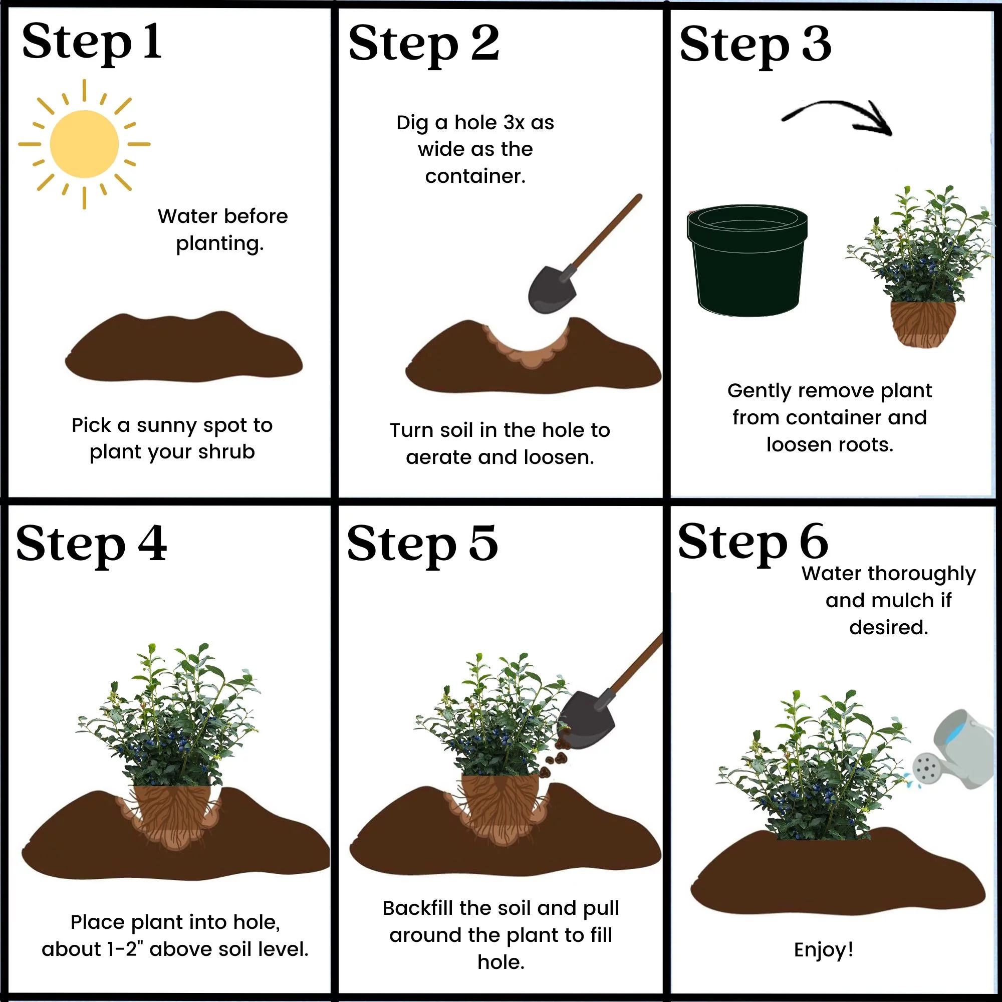 Blueberry Biloxi Live Shrub (1 Gallon)