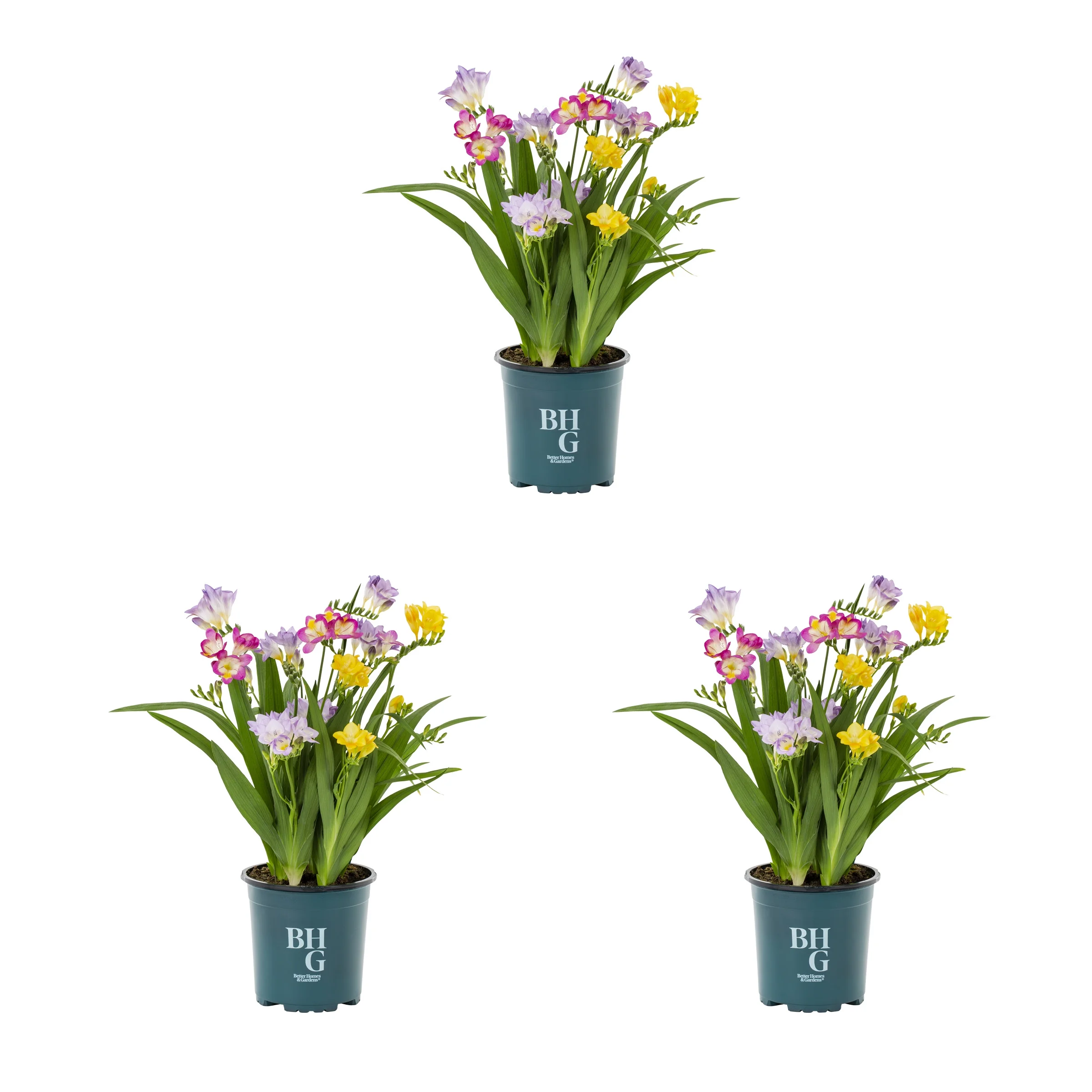 Better Homes & Gardens 2.5QT Multicolor Freesia Live Plant Grower Pot Sun