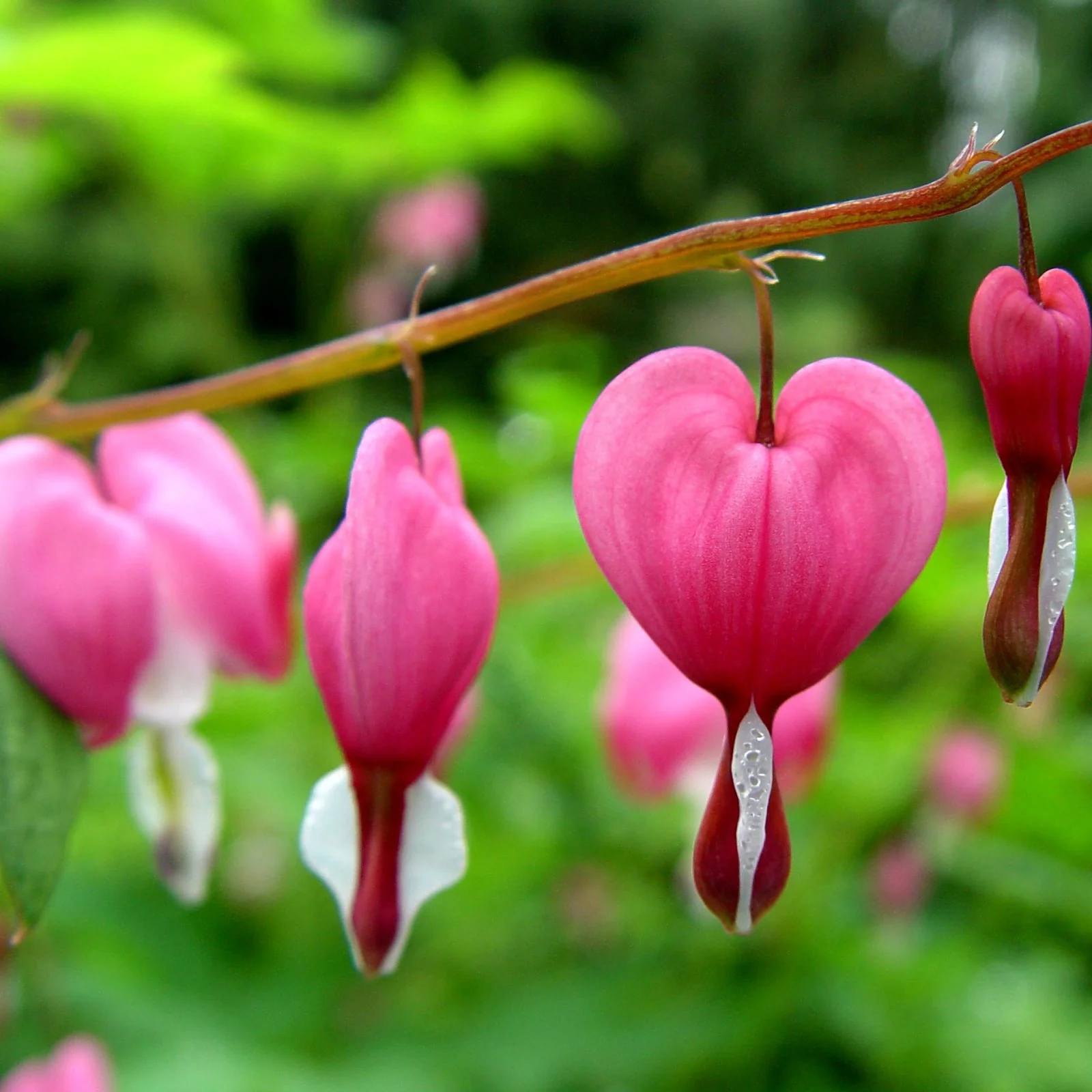 Bleeding Hearts Bulbs For Planting,Beautify Environment,Bleeding Hearts Plants,Bleeding Hearts Flowers,Dicentra Spectabilis Bleeding Heart,Bleeding Hearts Bulbs For Sale.