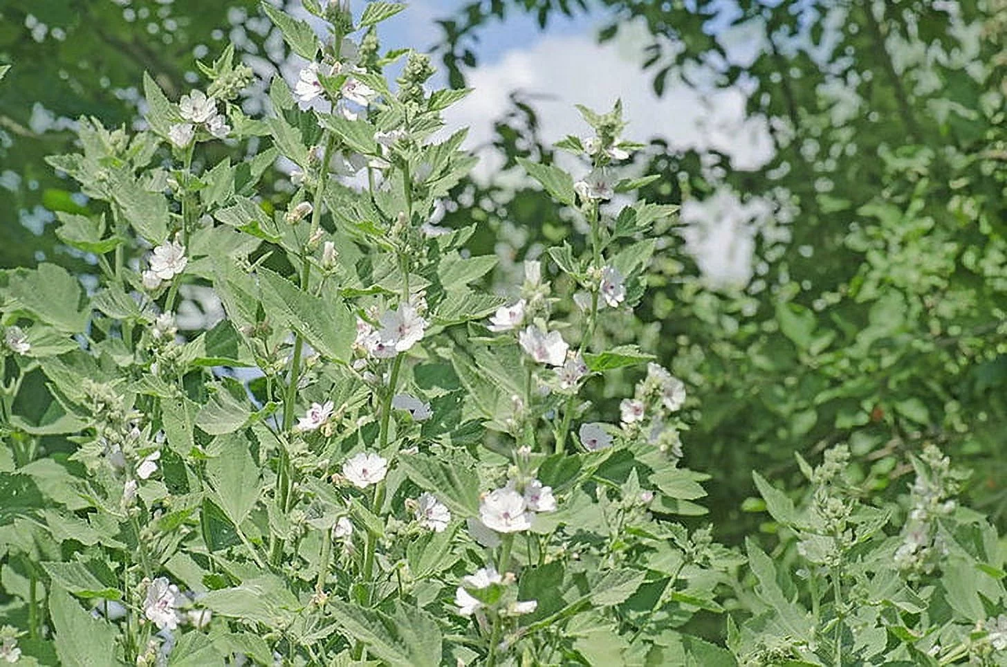 SEEDS = Marshmallow Plant- 20  Seed Pack  - Multi-use Plant - Shrub-Pale Pink to White Blossoms -Althaea Serendipity Seeds