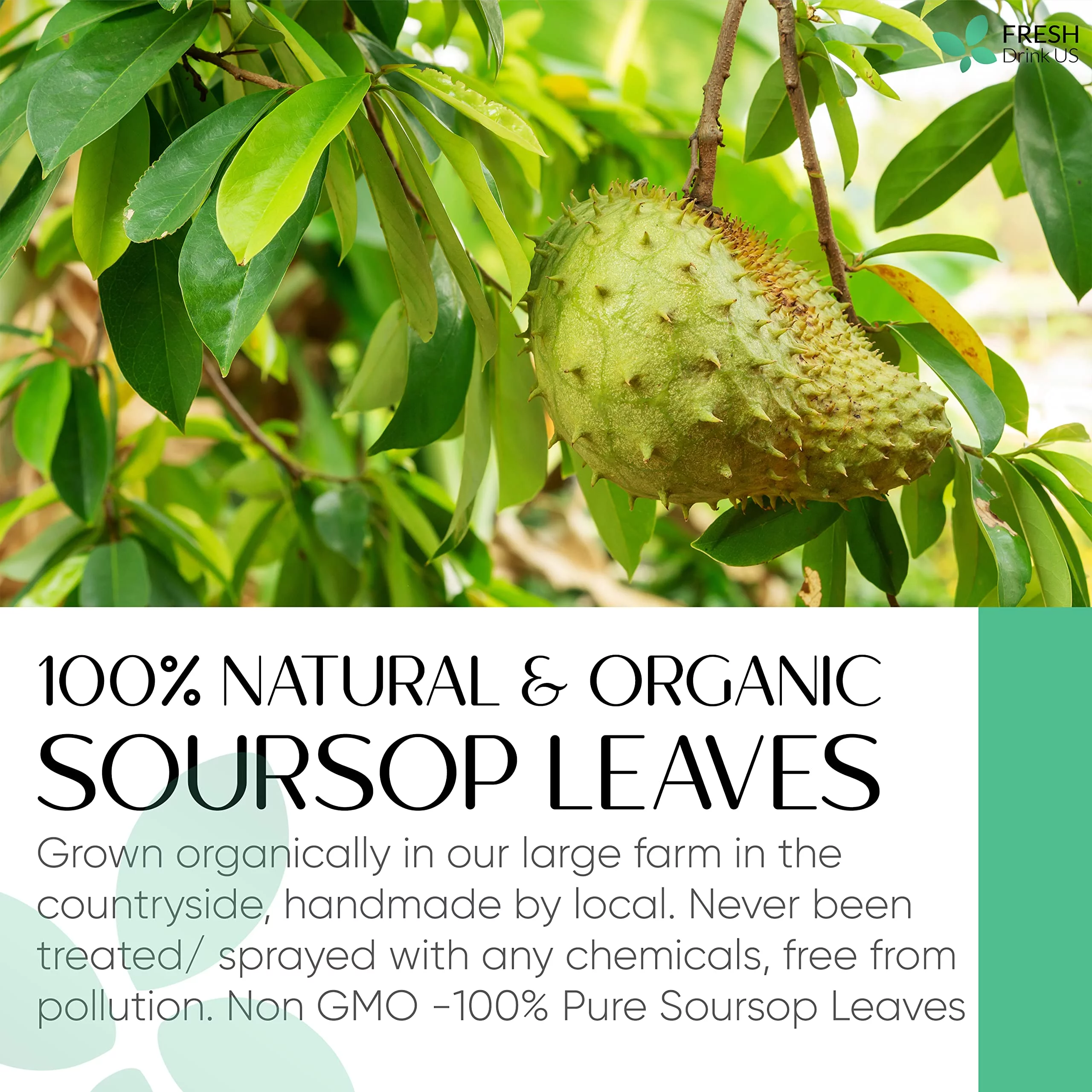 Premium 1Oz Soursop Leaves Powder, Organic, Pure, Non Gmo, 100% From Soursop Leaves, Wildcrafted, Graviola, Soursop, Hoja Guanabana, Soursop Loose Leaf Powder