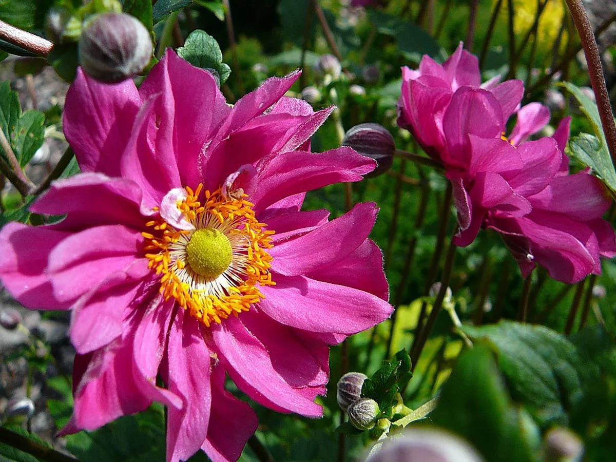 Pamina Anemone Perennial - Rose Pink Blooms - Gallon Pot