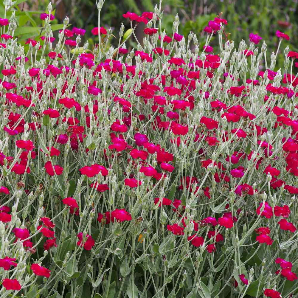 Outsidepride Lychnis Coronaria - 10000 Seeds