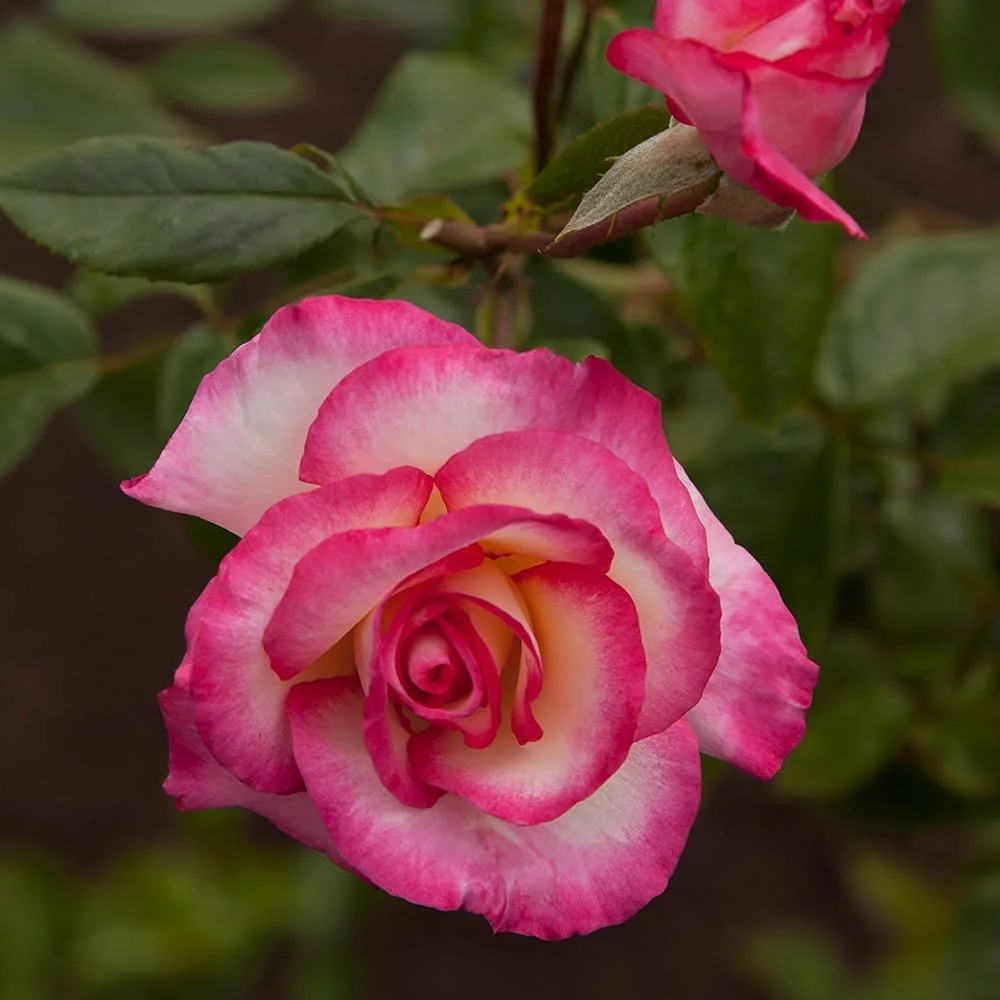 Roses Climbing Rose Plant - Handel Live Rose Bush, Live Roses Plant for Outdoor Planting