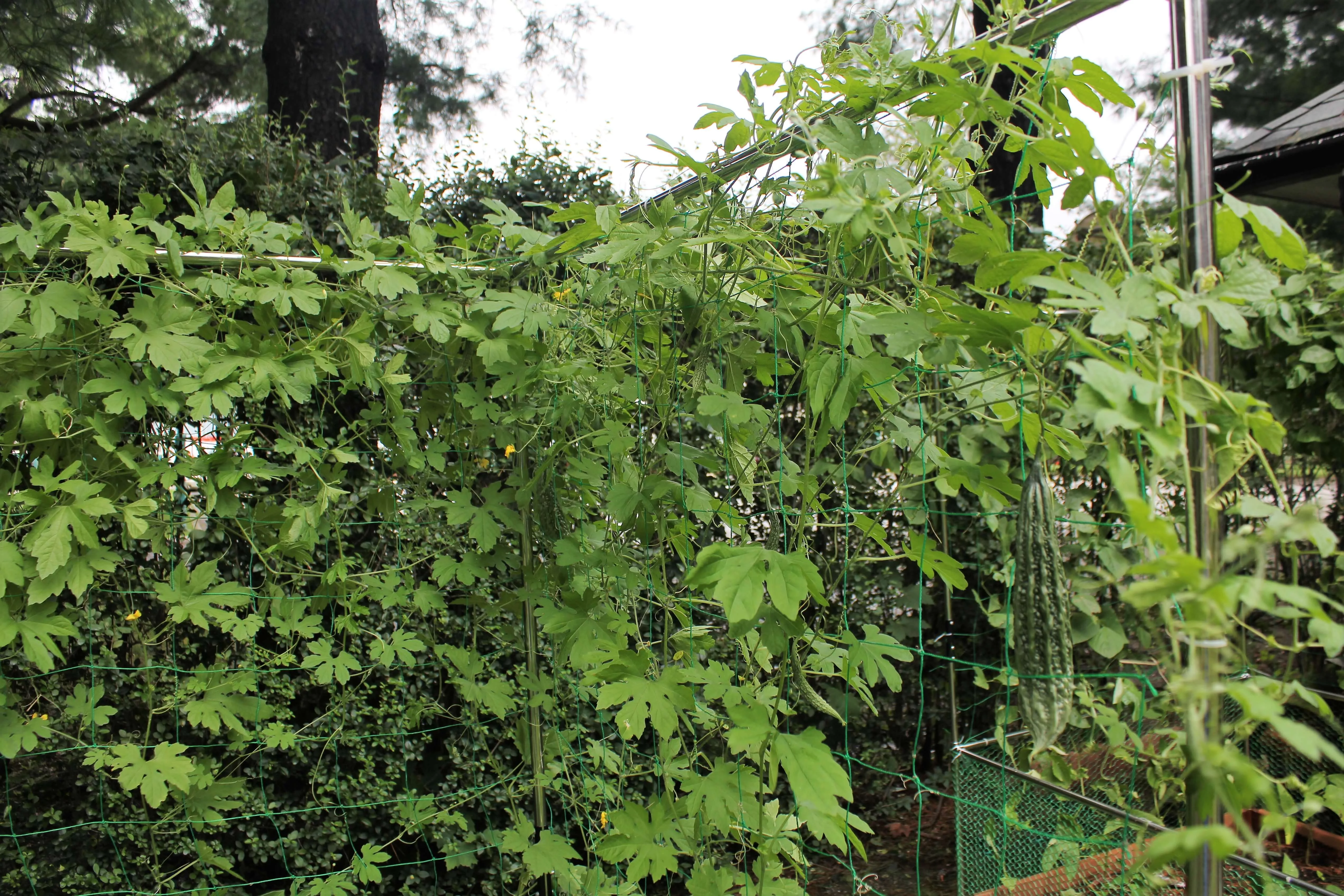Frame It All Stack & Extend Veggie Wall