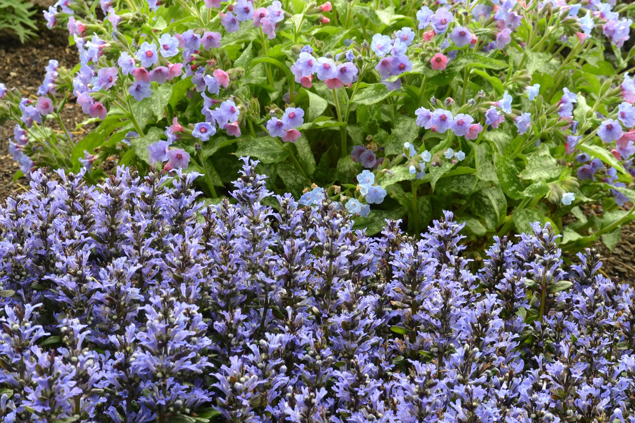 Blueberry Muffin Bugleweed - Ajuga - New! - Quart Pot