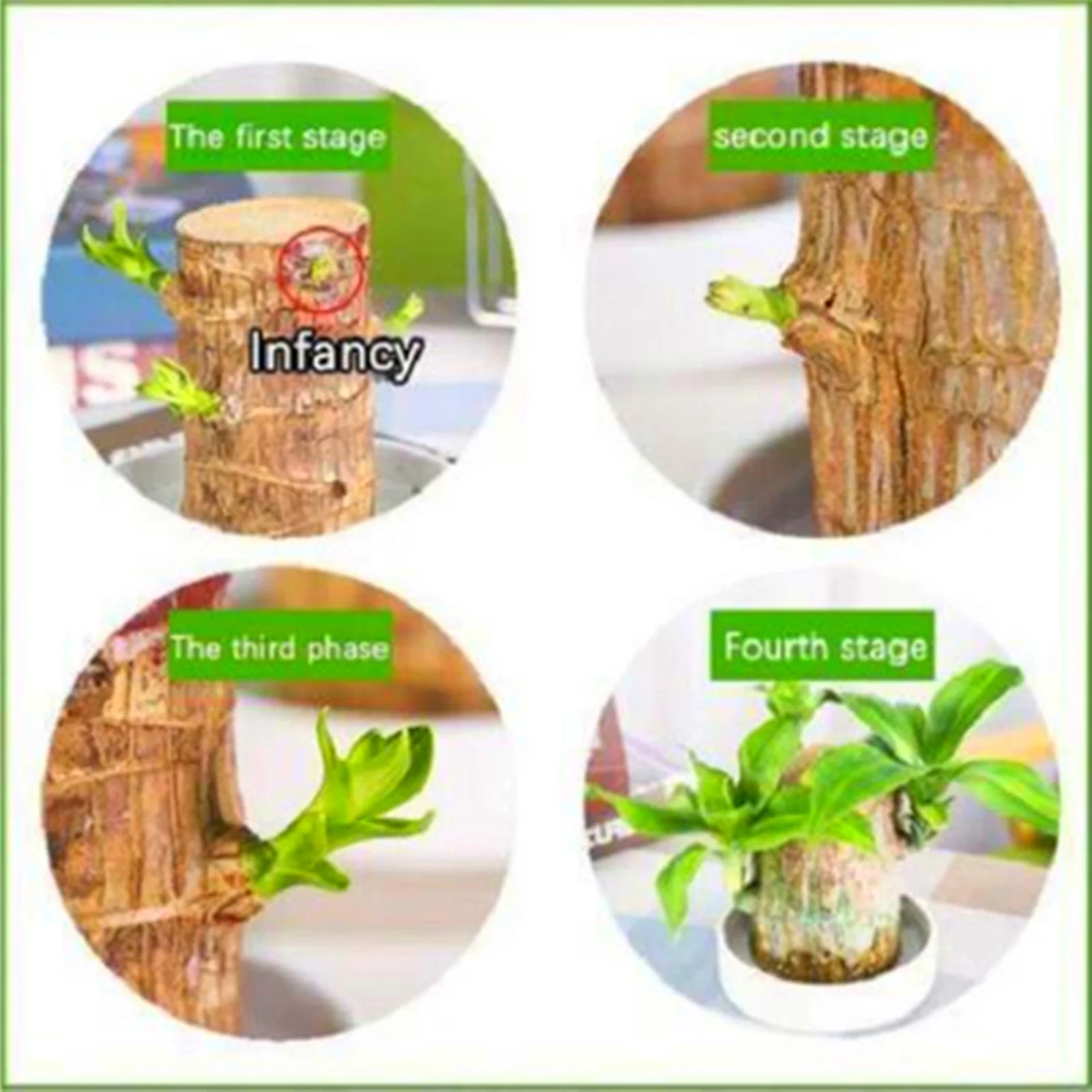 Brazilian Wood,Brazilian Wood Plant ,Brazilian Lucky Wood Plant ,Pot ,Brazilian Wood Plant Live ,Plant ,Perennials,Brazilian Wood For Sale（Includes doll and white tray）