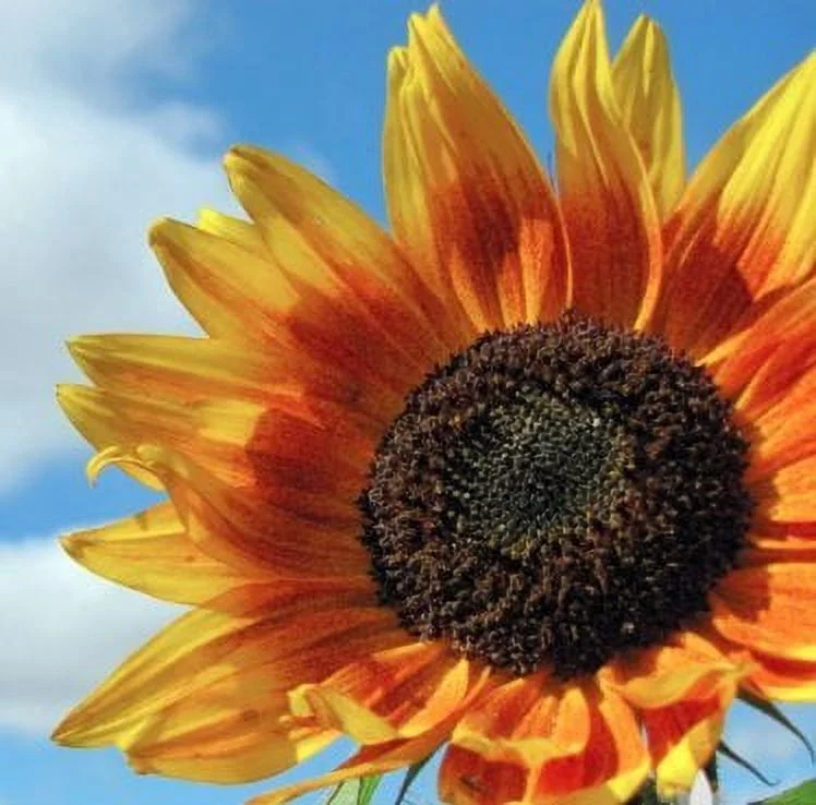 Autumn Beauty Sunflower, 150 Flower Seeds Per Packet