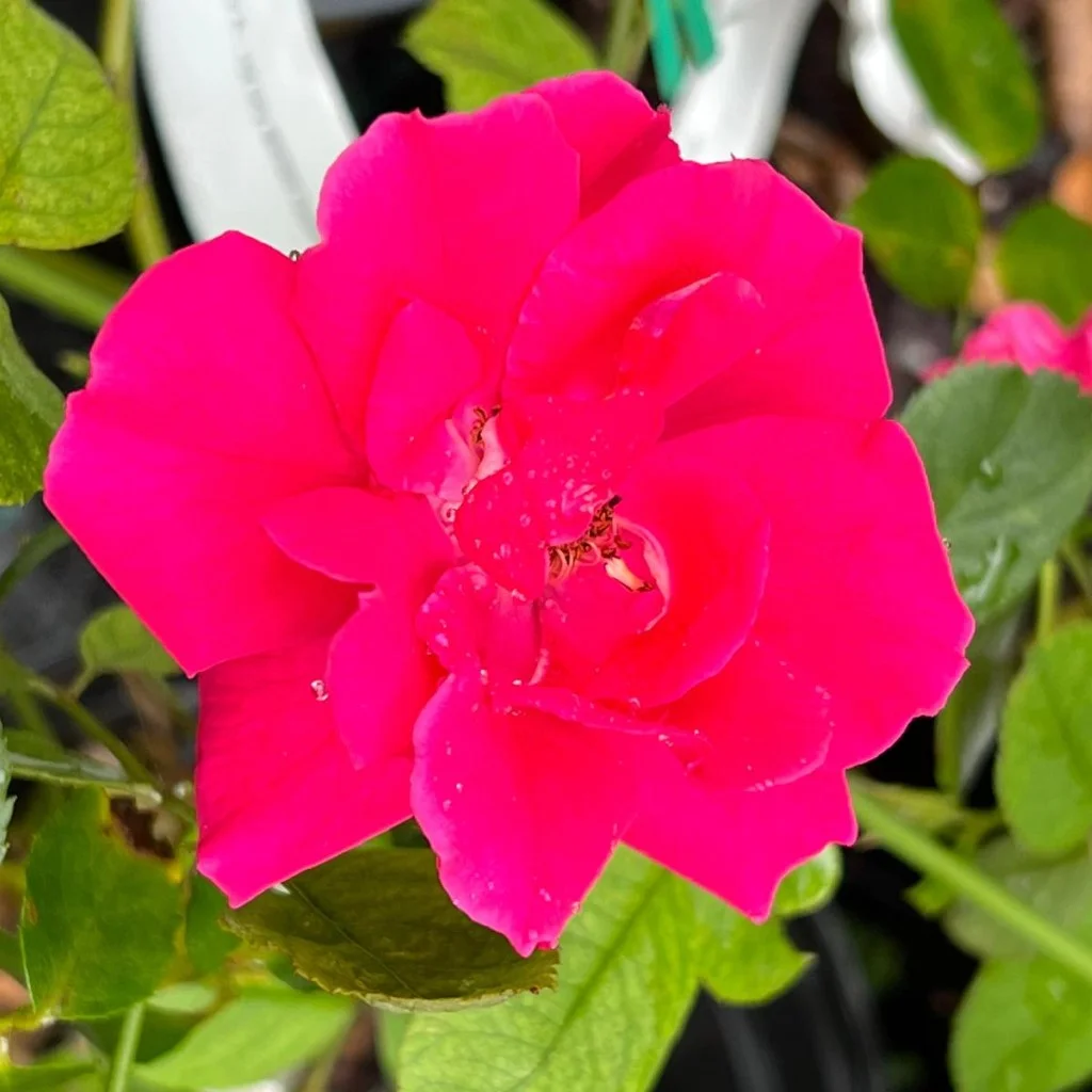 Pixies Gardens Blaze Climbing Rose Liner