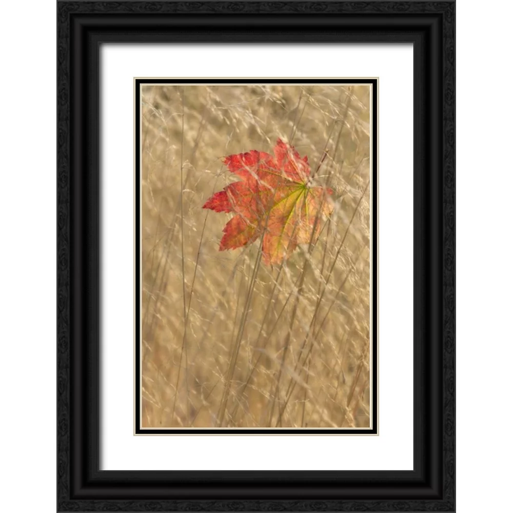 Paulson, Don 23x32 Black Ornate Wood Framed with Double Matting Museum Art Print Titled - WA, Seabeck Vine maple leaf caught in fall grass