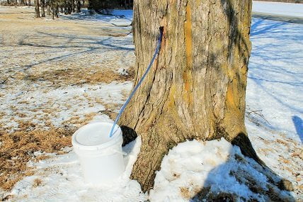 Maple Syrup Tree Tapping Tubing Line - 50 FEET - 5/16 inch Vacuum Line Hose - Can use with Drop Line Tubes Set-up - Semi Stiff Blue - 15 Year (50 Foot Length)