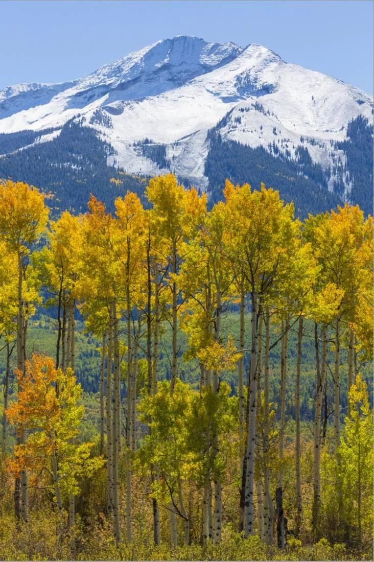 USA, Colorado Fall Aspens and Mountain, Botanical Scenic Seasons Stretched Canvas Wall Art by Jaynes Gallery Sold by Art.Com