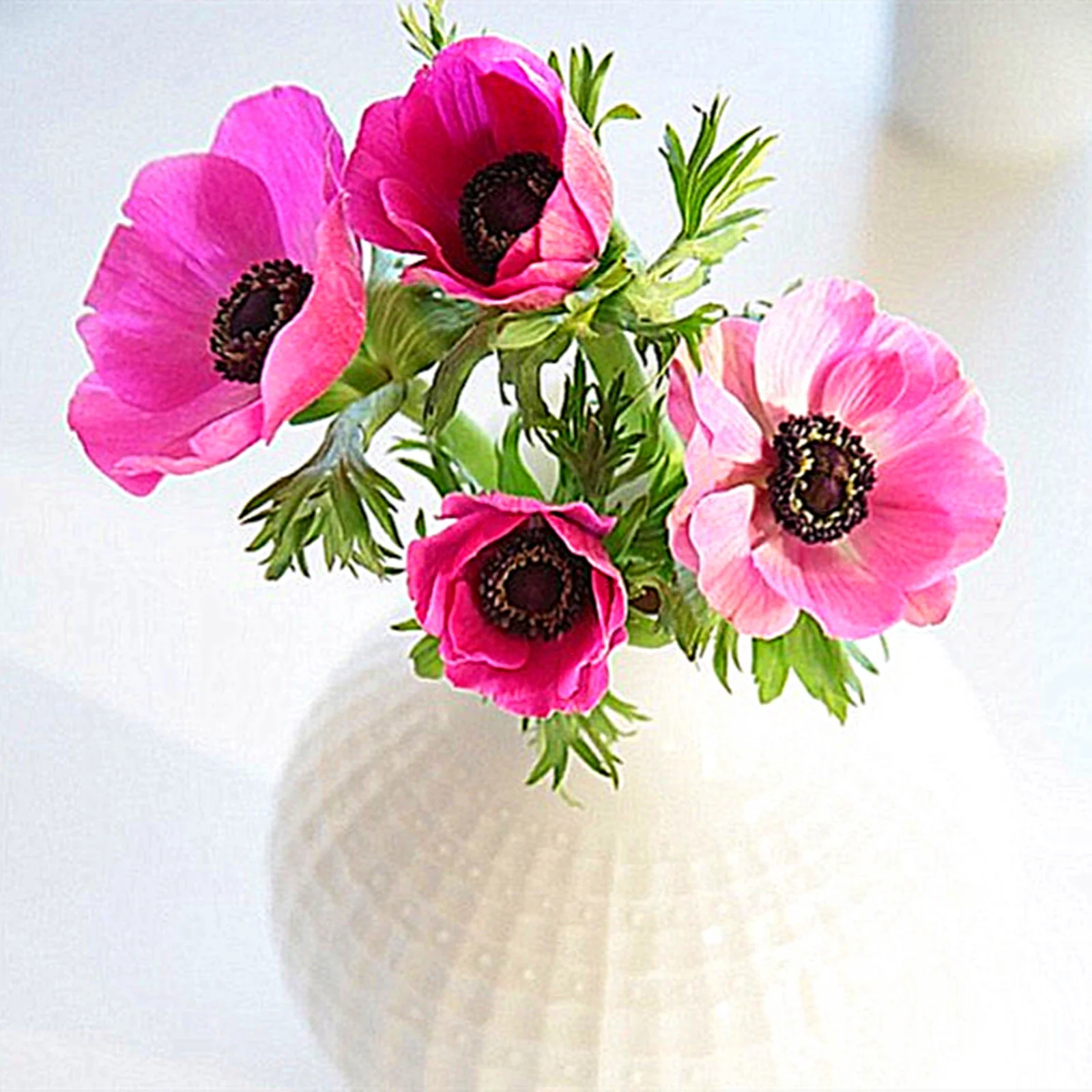 Anemone Bulbs, Flowers For All Seasons, Garden Bulbs,Perennials,  Many Flowers,Interior DecorationAnemone Bulbs For Sale