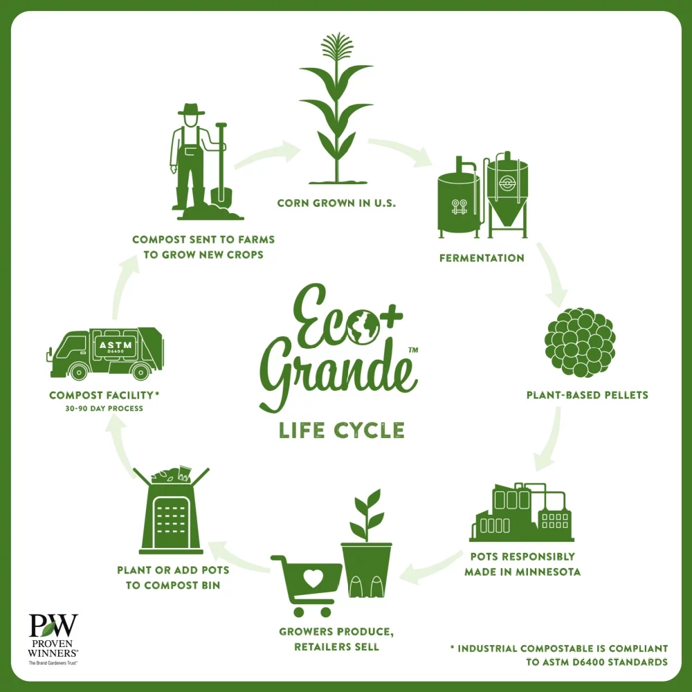 4.25 in. Eco+Grande, Mezoo Trailing Red Livingstone Daisy (Mesembryanthe) Live Plant, Red Flowers (4-Pack)