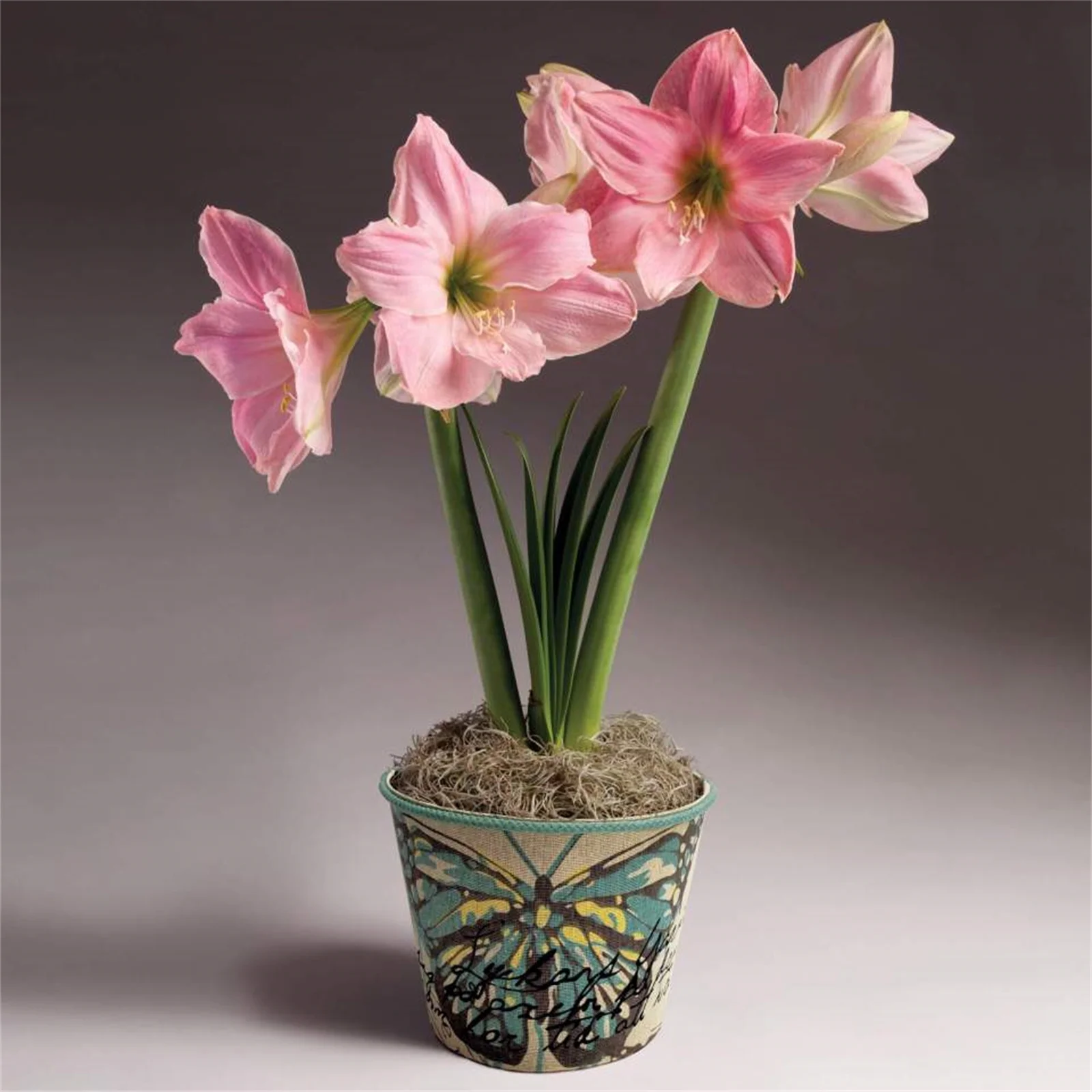 Amaryllis Bulbs, Amaryllis Pots,Amaryllis Plants,Amaryllis Belladonna Bulbs, Amaryllis Plant Live, Amaryllis Plant, Amaryllis Amaryllis Plant, Amaryllis Bulbs For Planting,Amarillos,Iridescent,