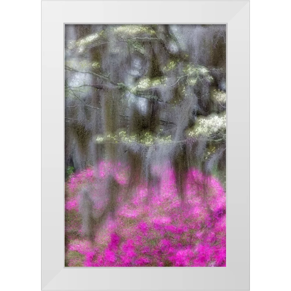 Jones, Adam 11x14 White Modern Wood Framed Museum Art Print Titled - Soft focus view of flowering dogwood trees and azaleas in full bloom in spring-Bonaventure Cemetery