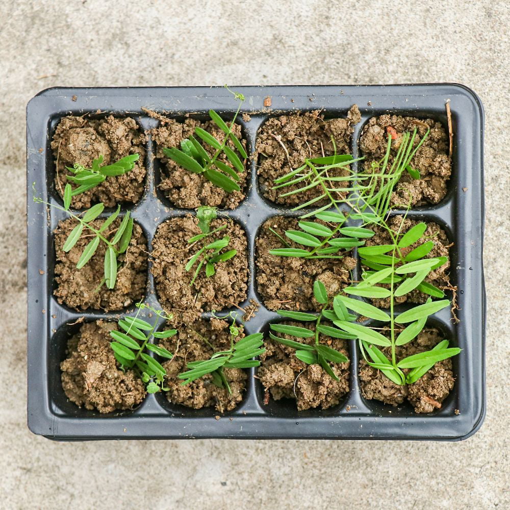 2PCS Greenhouse Plastic Lids Sprout Plate Office Nursery Pots Germination Box Grow Base Planting Tray 12 HOLES