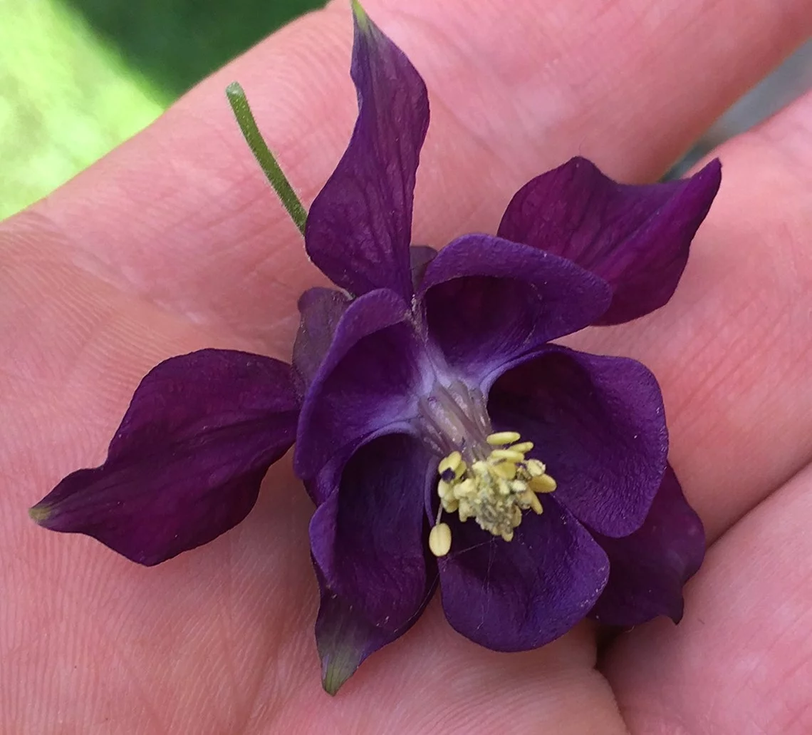 Deep Purple Columbine Perennial Premium Seeds Packet