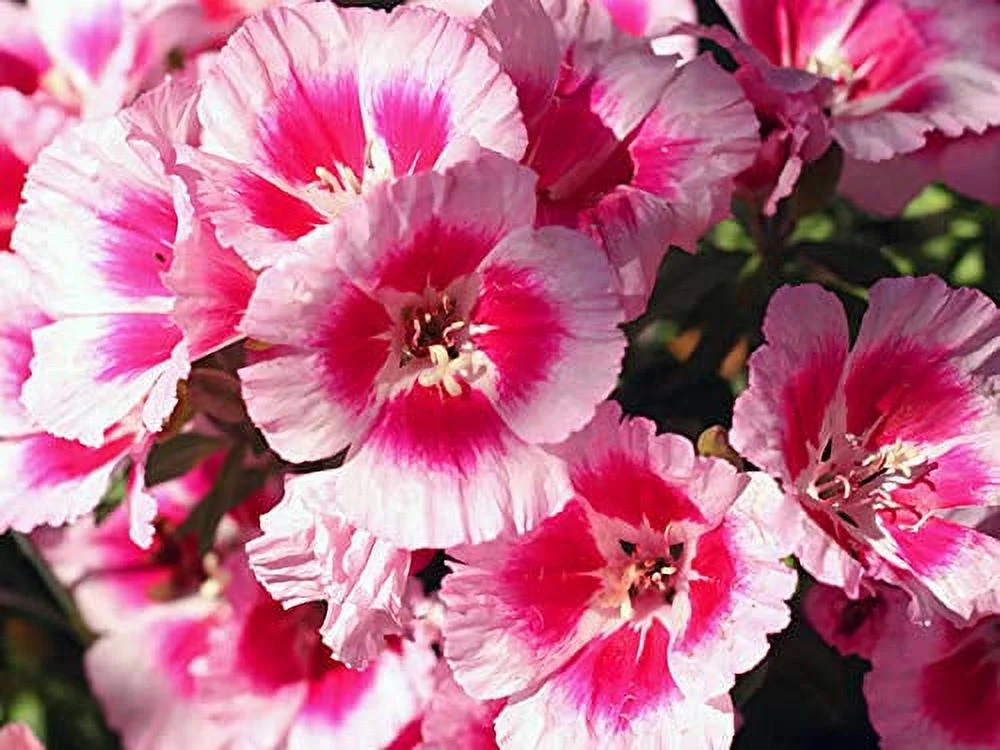 Godetia Rembrandt (Pink to Red Pedals) Flower Seeds,1500 Heirloom Seeds Per Packet, Non GMO Seeds