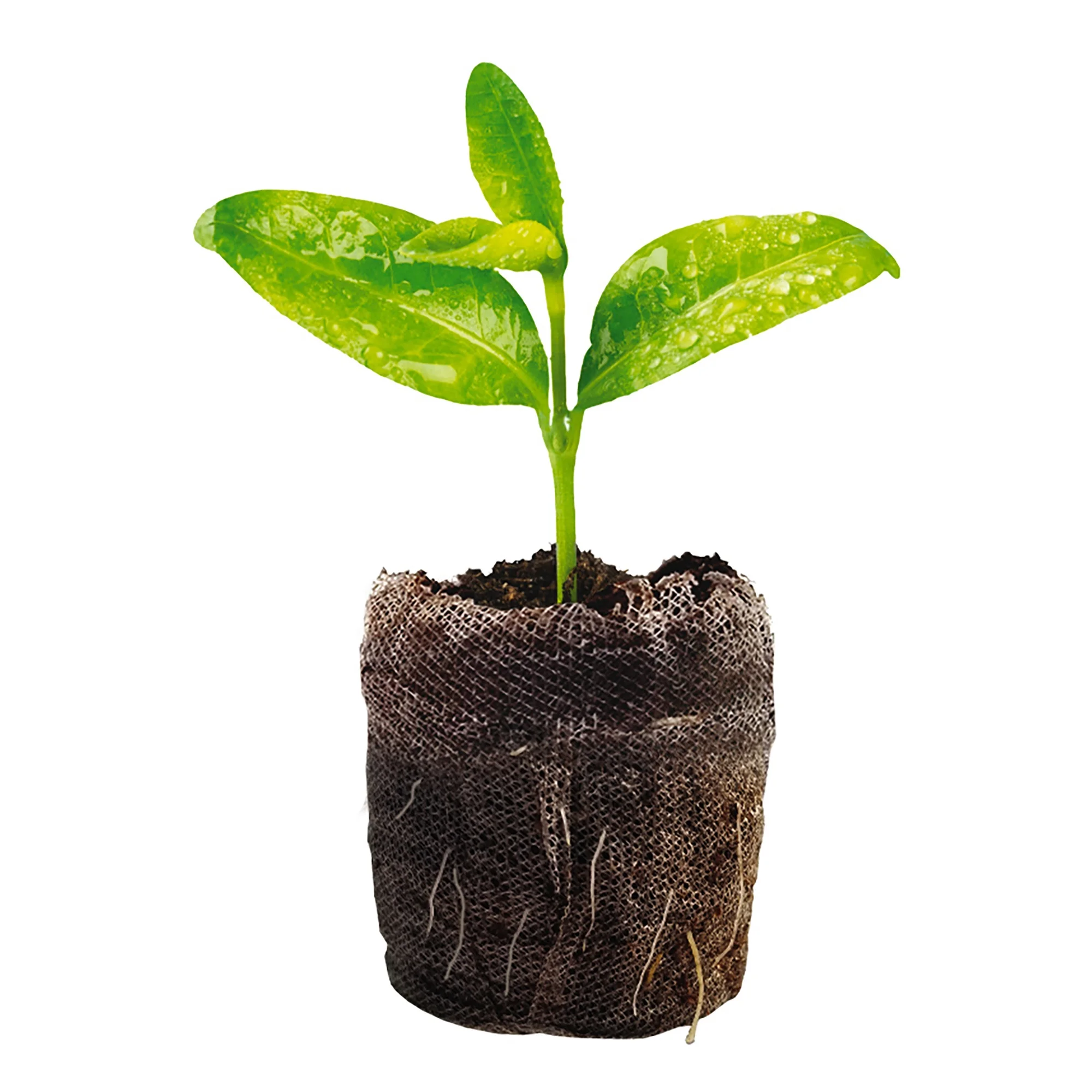 Jiffy 36 Cell Seed Starting Greenhouse Kit, 36mm Peat Pellets