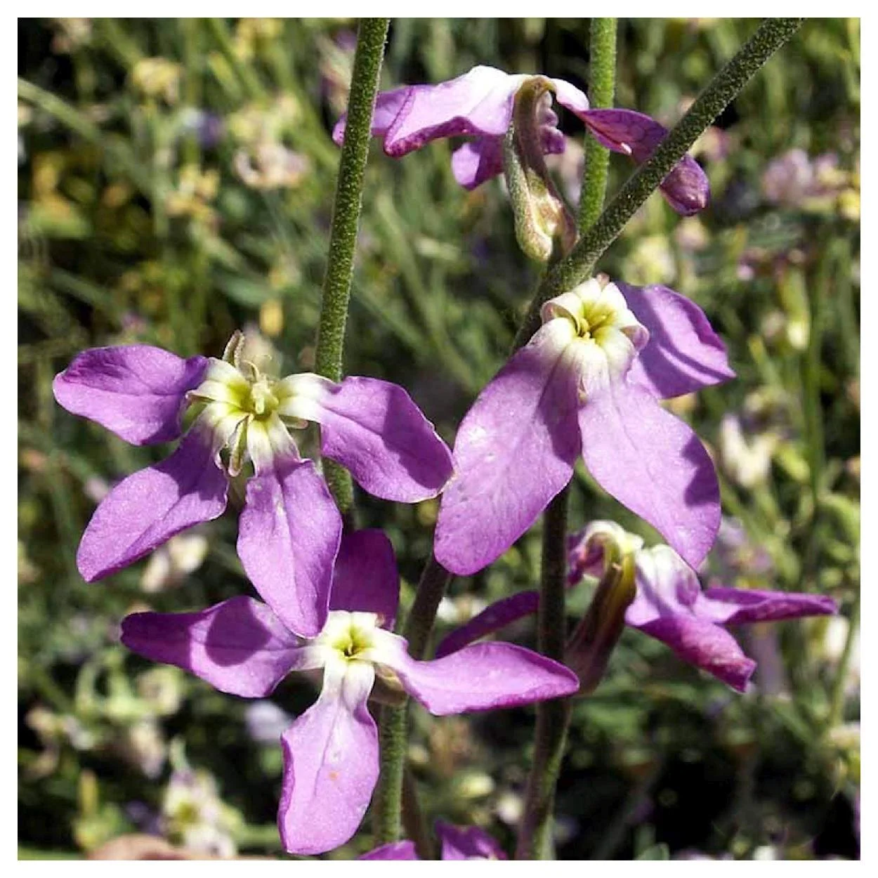 Everwilde Farms - 1000 Evening Scented Stock Garden Flower Seeds - Gold Vault Jumbo Bulk Seed Packet