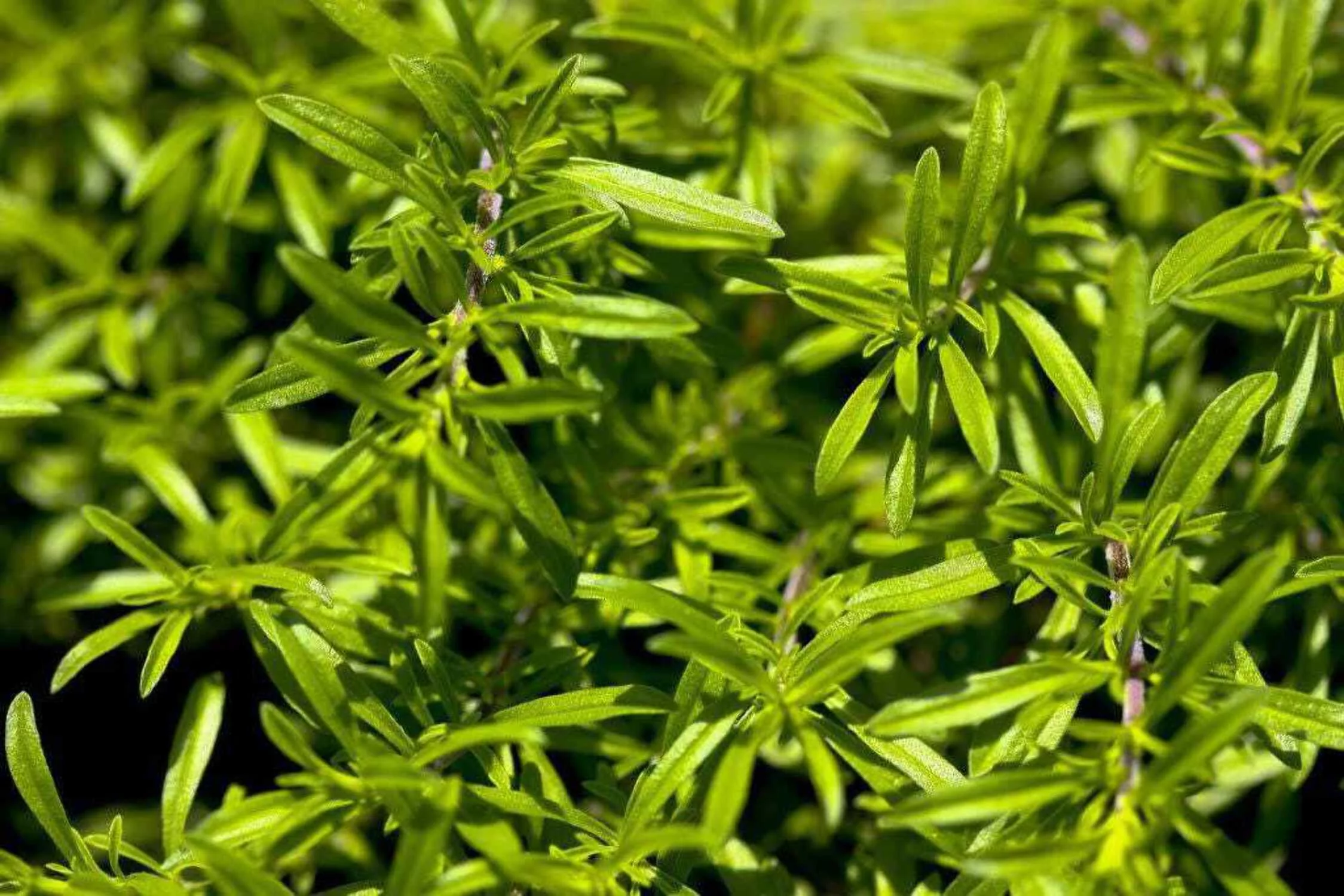 150 Creeping WINTER SAVORY Satureja Montana Herb Pink Flower Seeds