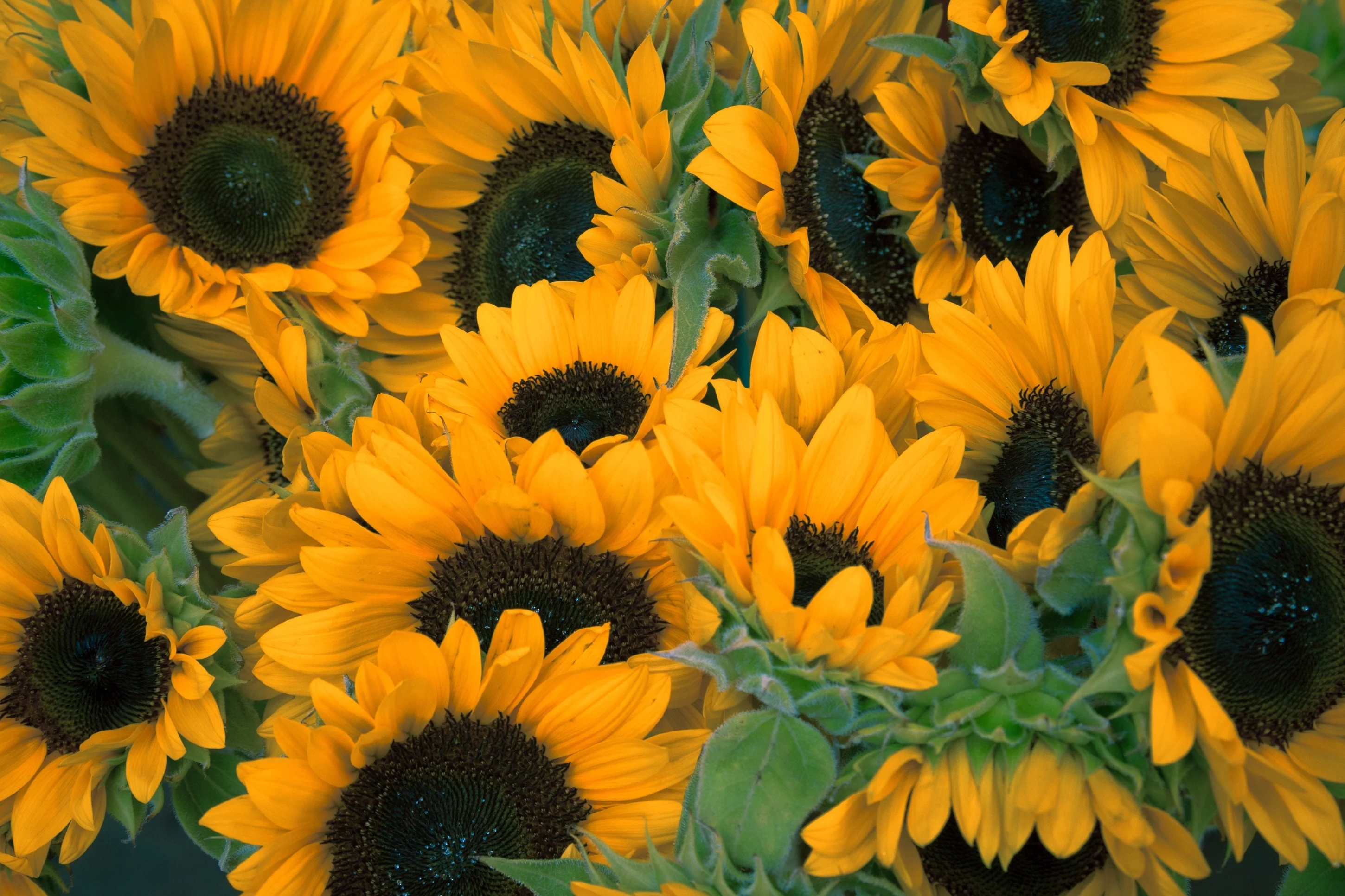 SEEDS = = = 100 Seeds -Black Oil Sunflower-Bright Yellow Flowers - Black Center - Seed Pack- Grow Your Own Wildlife  Food! = Serendipity Seeds