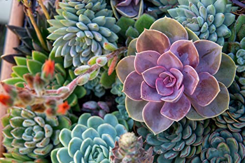 Succulent Seeds Mix - 30+ Seeds - Echeveria Species Mix - Ships from Iowa, USA - Grow Exotic Succulent Cacti