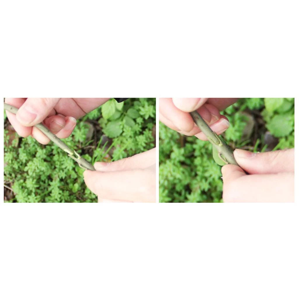 Professional Graft Cutting Tool Pruning Tree And Tools