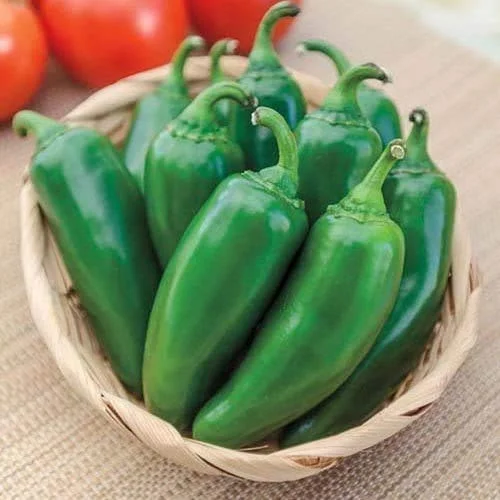 Clovers Garden Jalapeno Pepper Plant – Two (2) Live Plants – Non-GMO - Not Seeds – Each 4