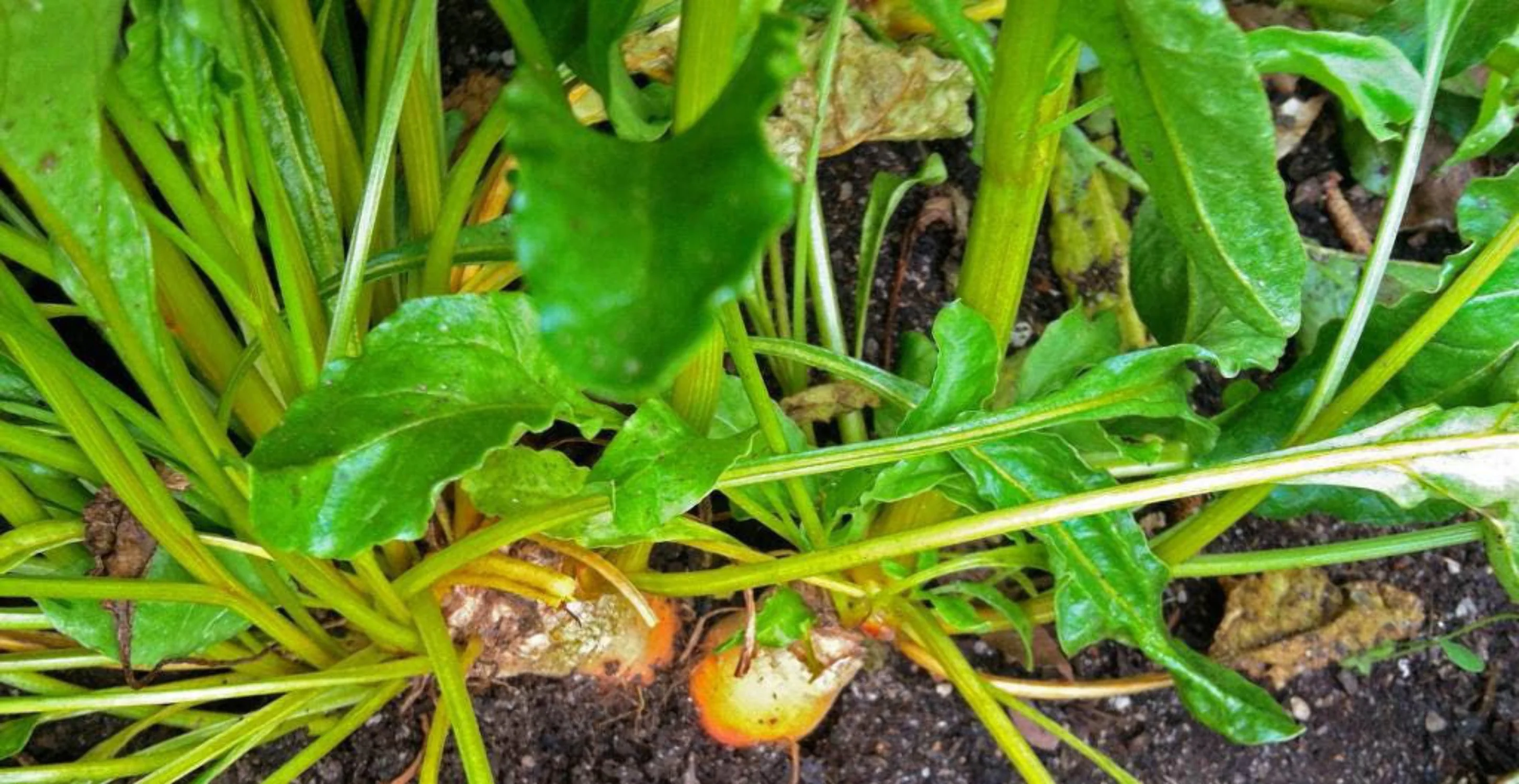 30 BURPEE'S GOLDEN BEET Beta Vulgaris Yellow Root Vegetable Seeds