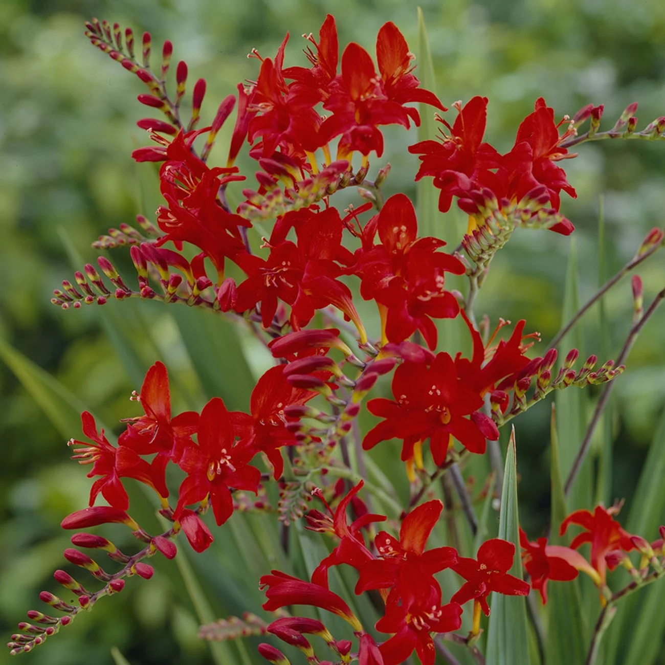Van Zyverden Crocosmia Lucifer Dormant Bare Plant Root Partial Sun; 3-6hrs, Red