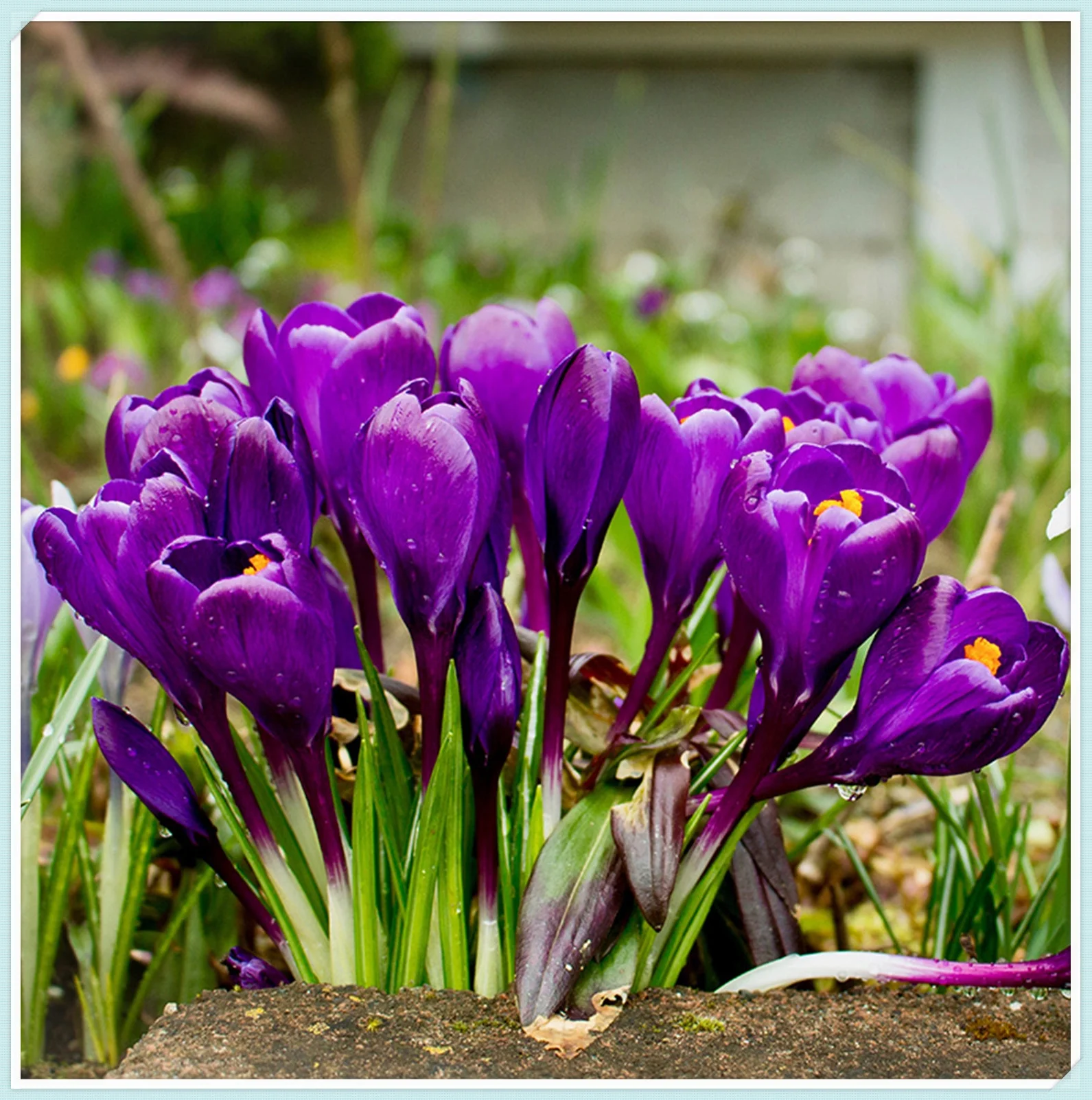 5 Crocus Bulbs Perennial Healthy Gift Cut Flower Crocus Bulbs For Planting