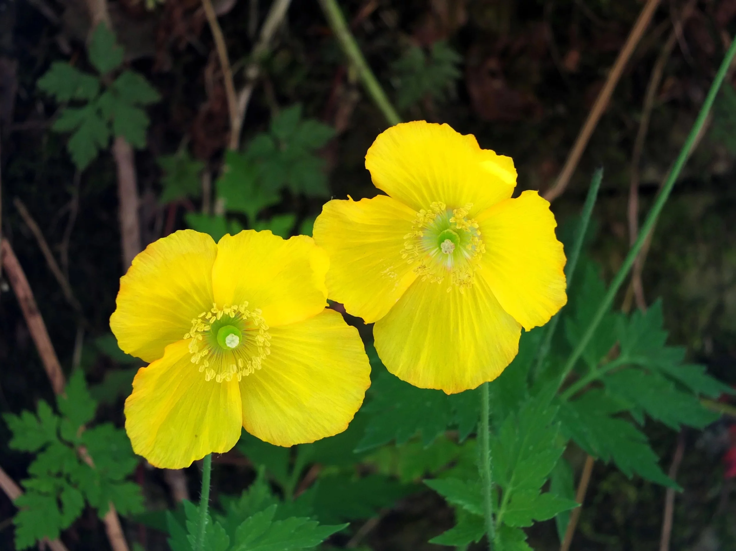 20 Seeds Yellow WELSH POPPY Meconopsis Papaver Cambricum Perennial Shade Flower Seeds
