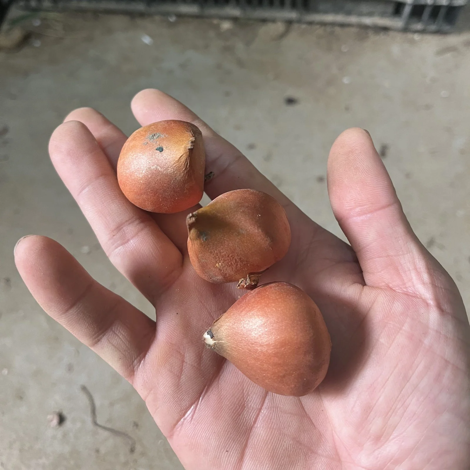 Tulip Bulbs,Tulip Flowers,Tulip Bulbs For Planting,Tulip Flowers Bulbs,Stunning Ornamentals,Tulip Bulbs For Sale Outdoors.