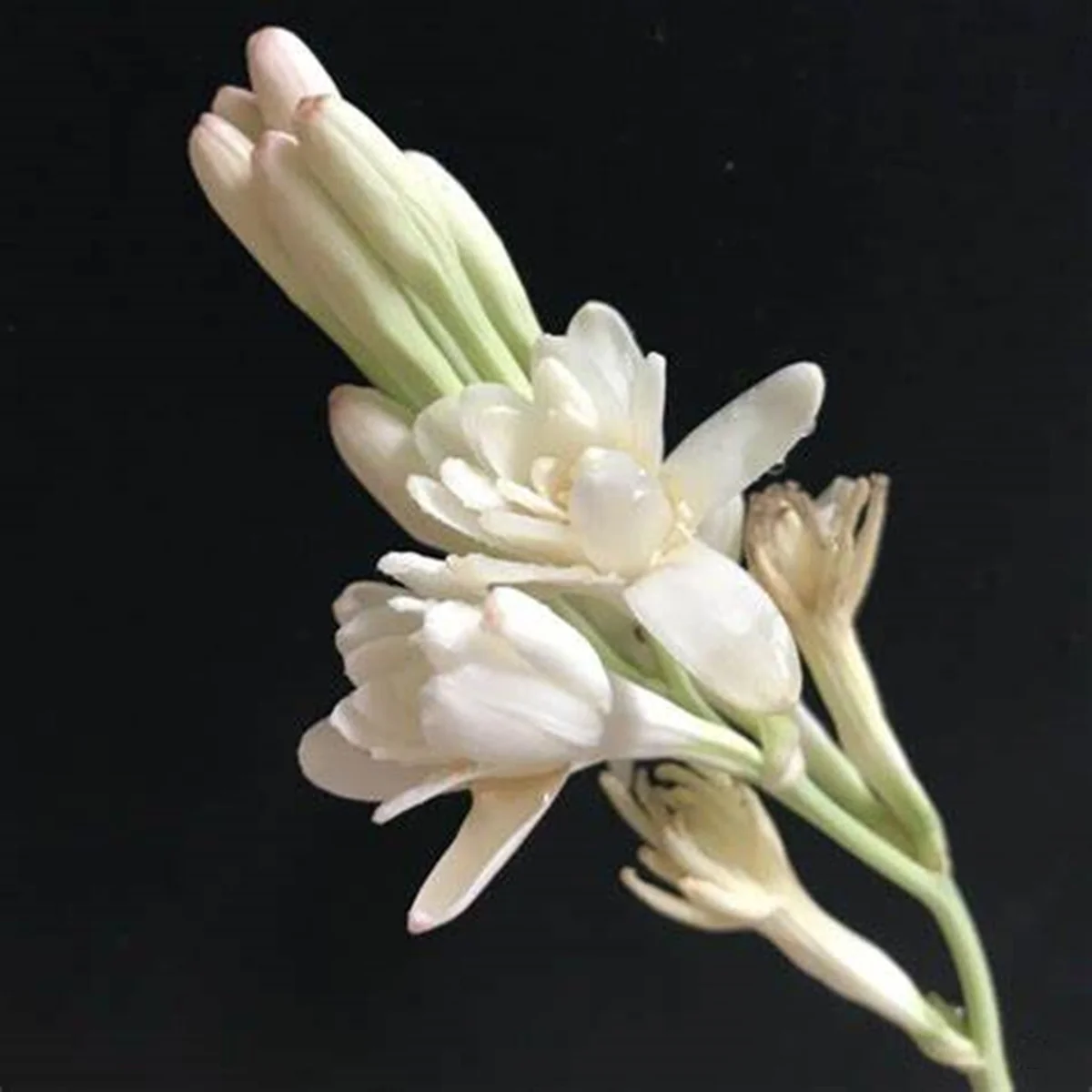 Polianthes Tuberosa Bulbs - Double Flowering Tuberose Bulbs - Fragrant - Polyanthus Lily - Tuberose Bulbs - Delightful Fragrant Flowers - Polianthus