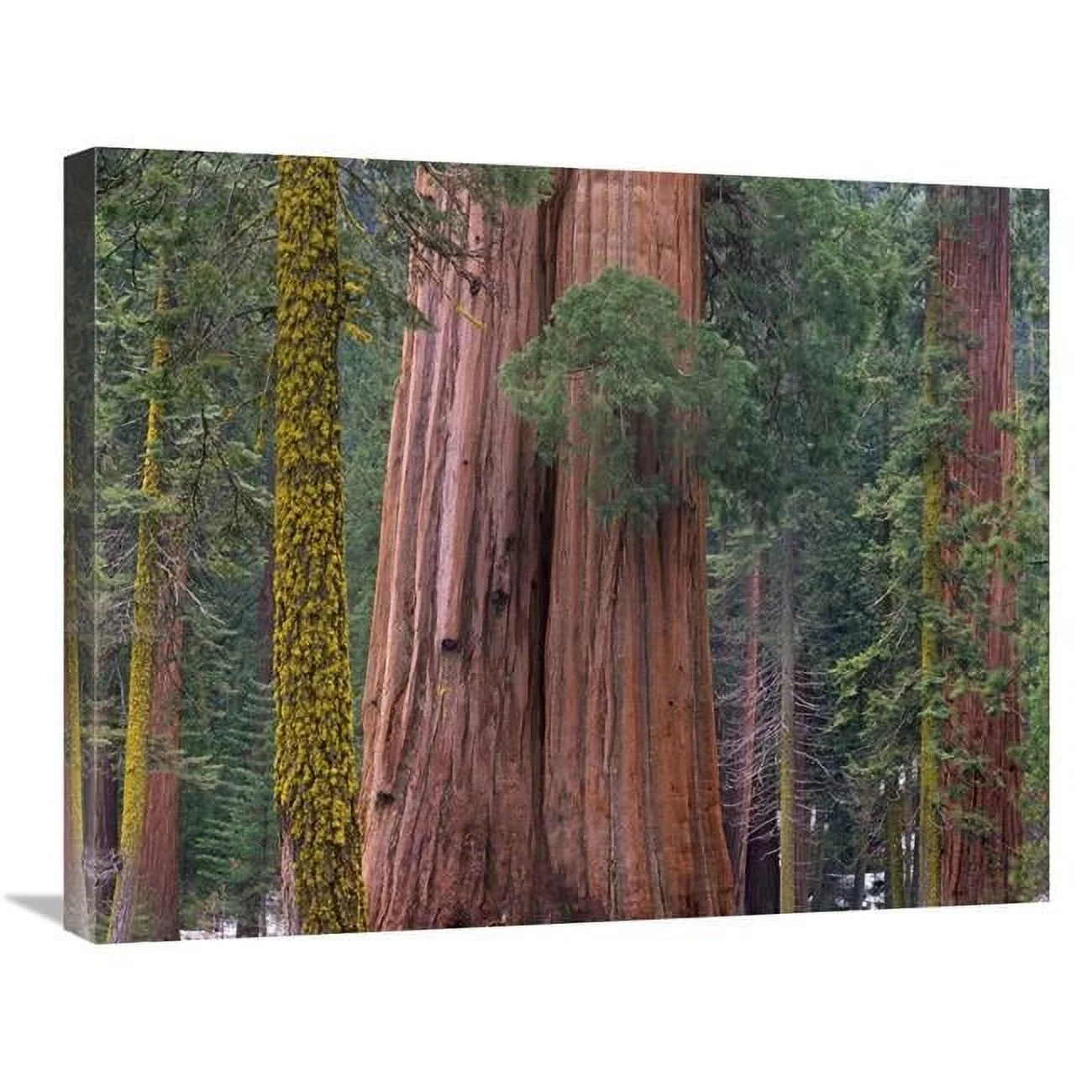 22 x 28 in. Giant Sequoia Trees, California Art Print - Tim Fitzharris