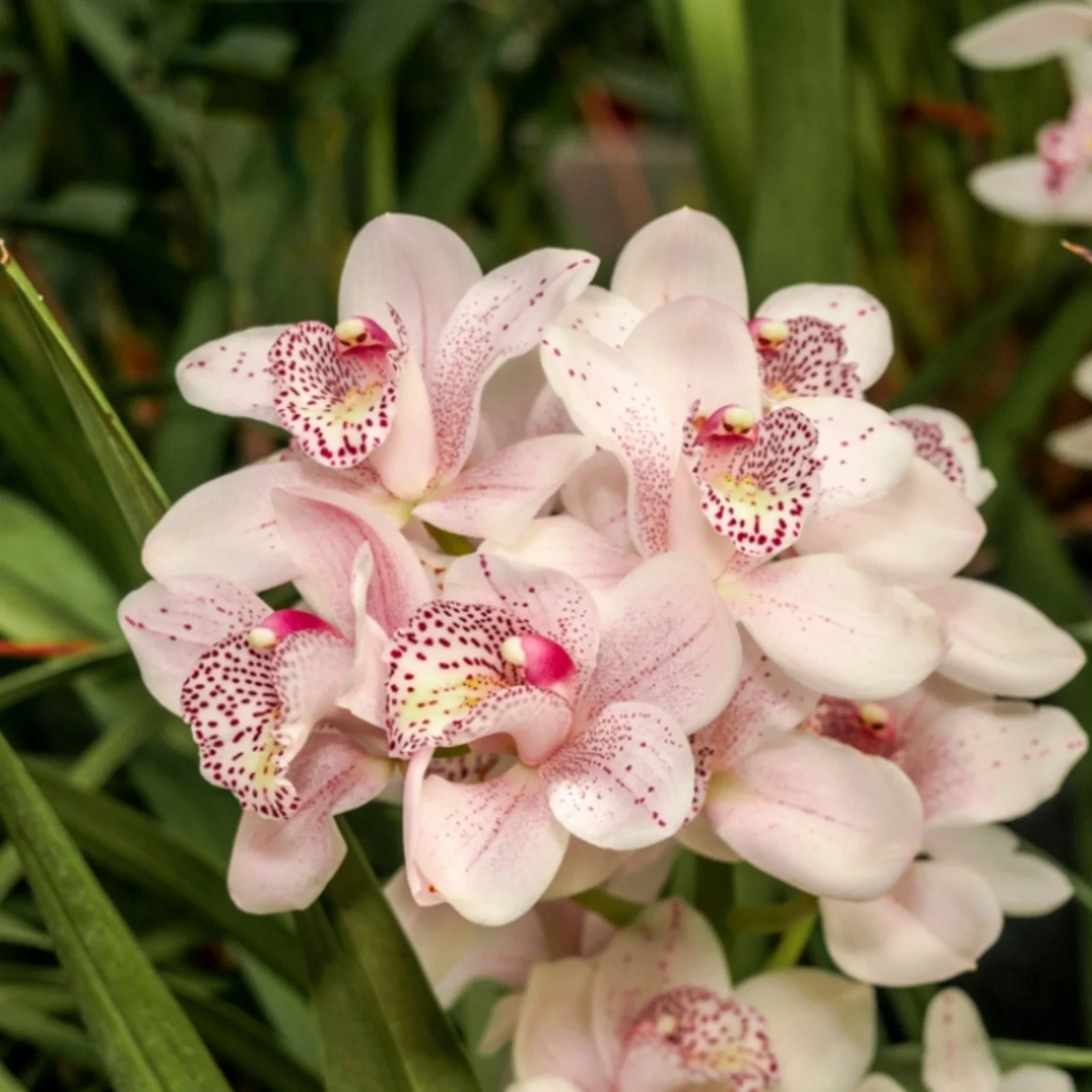 Cymbidium Bulbs,Cymbidium Potting Mix,Cymbidium Plants Outdoor,Cymbidium Plants Live In Bloom,Cymbidium Plants For Planting,Cymbidium Bulbs For Sale.