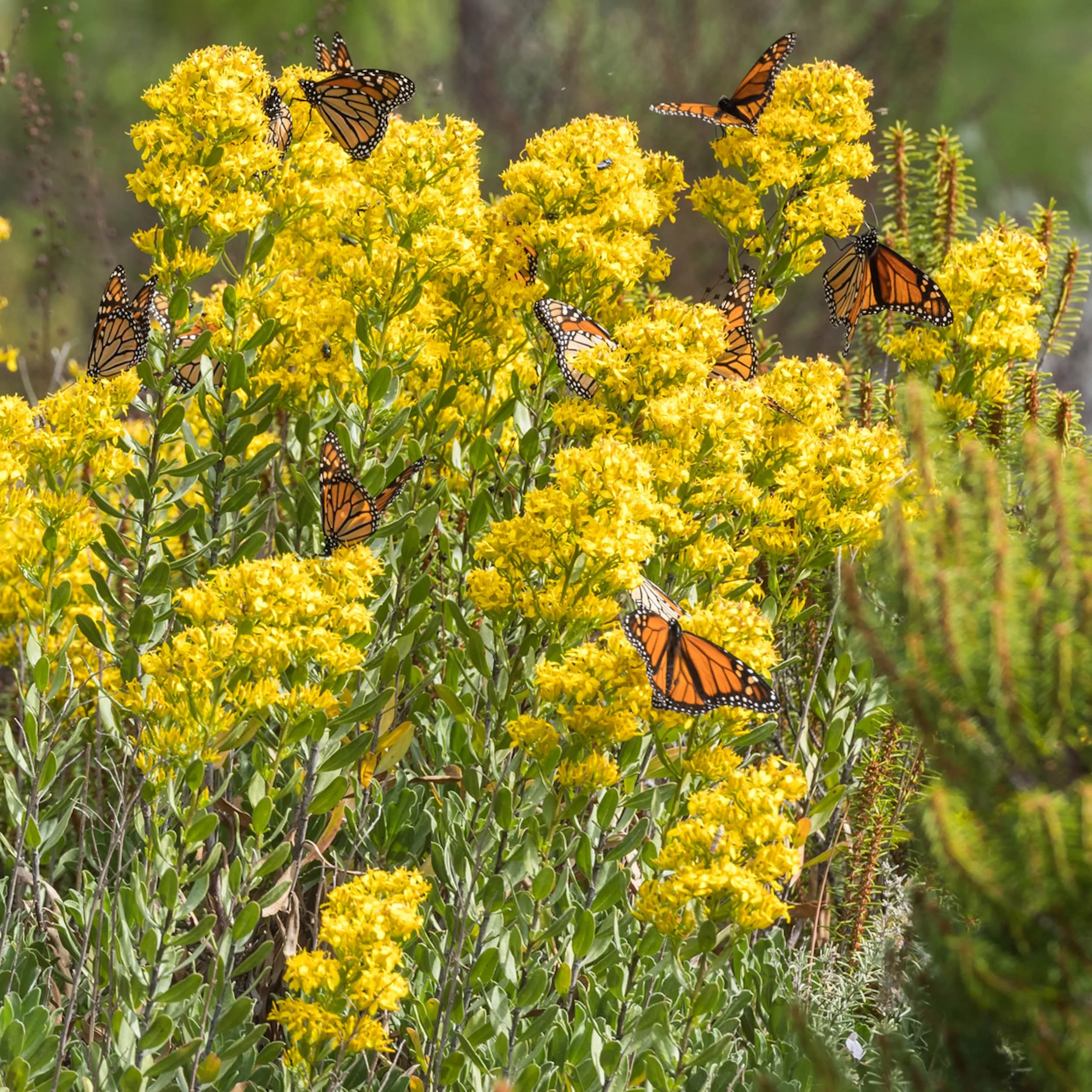 Earthcare Seeds - Goldenrod Showy 1000 Seeds (Solidago Speciosa) Heirloom - Open Pollinated