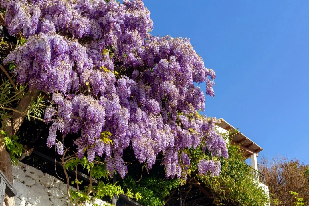 25 Japanese Wisteria Seeds Purple Flowers with Scented Fresh 2024
