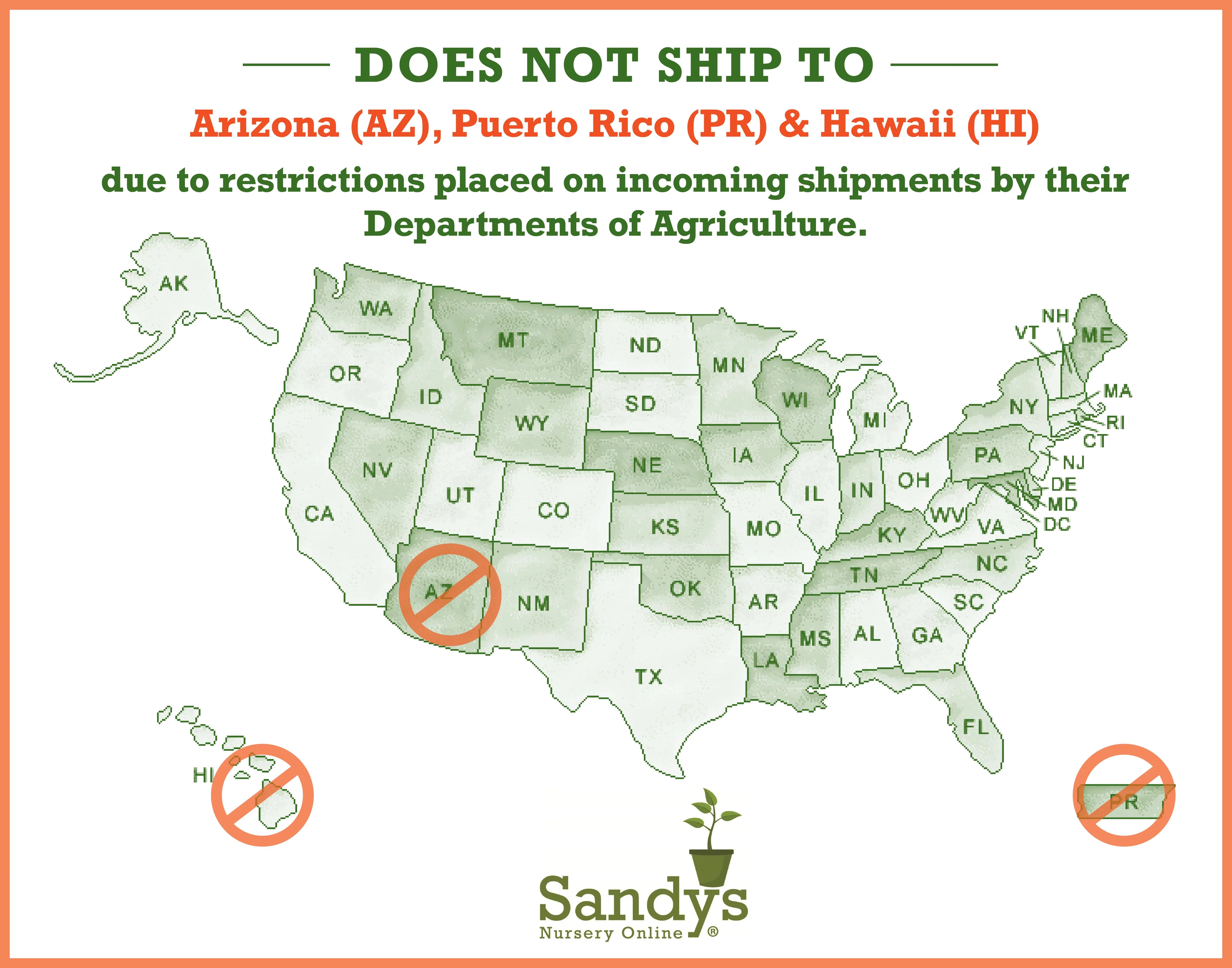 Burbidgea scheizocheila Ginger Golden Brush, 4 Inch Pot