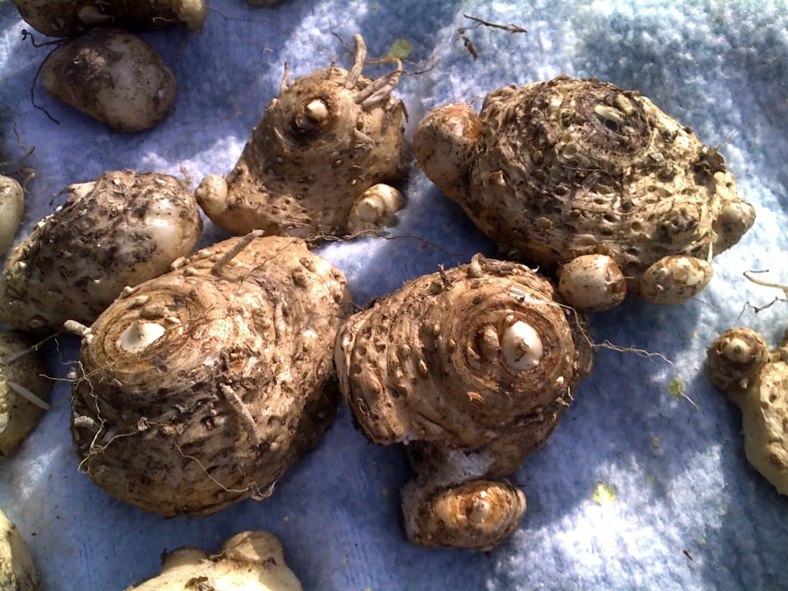 Calla Lily Bulbs, Perennials, Flower Bulbs，Calla Lily Plants,Calla Lily  For Sale