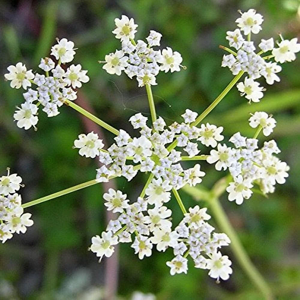 Caraway Herb Seeds, 100 Heirloom Seeds Per Packet, Non GMO Seeds