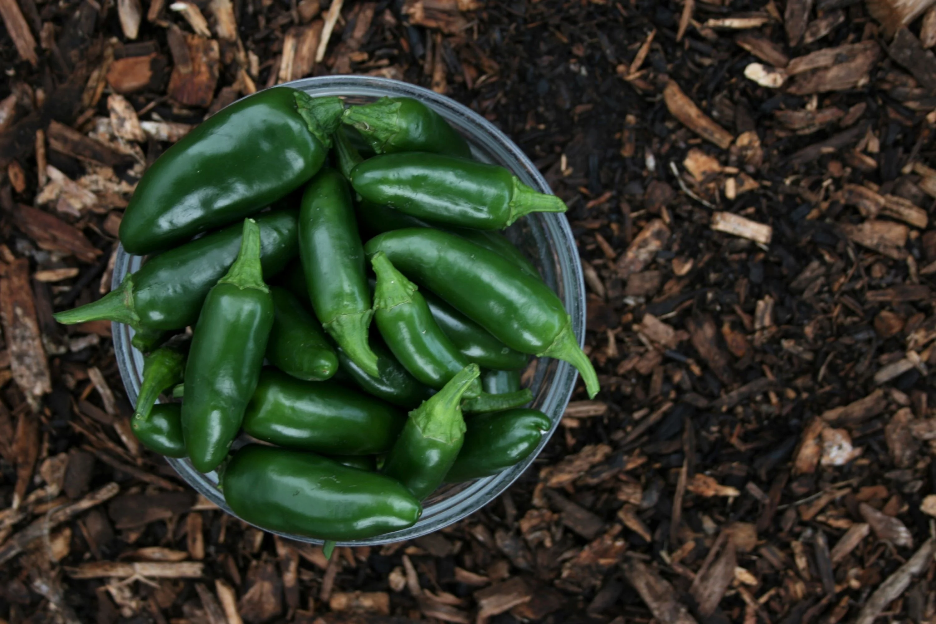 Jalapeño Pepper Seeds/ Annual/ Full Sun/500 Seeds 1/8 oz / Zellajake Farm and Garden - B72