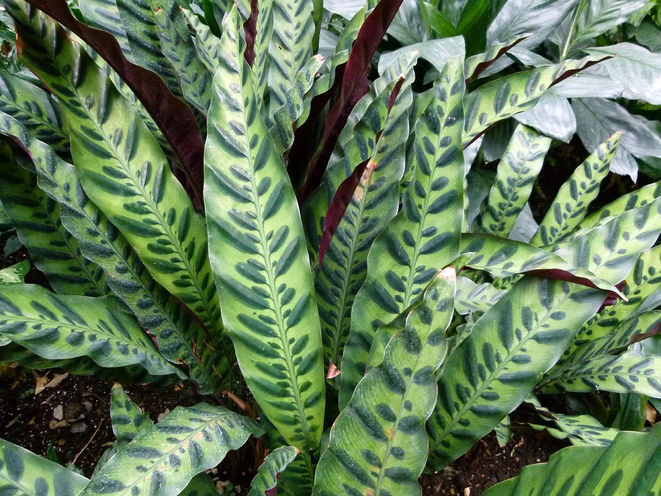 Rattlesnake Plant - Calathea lancifolia - Easy House Plant - 6