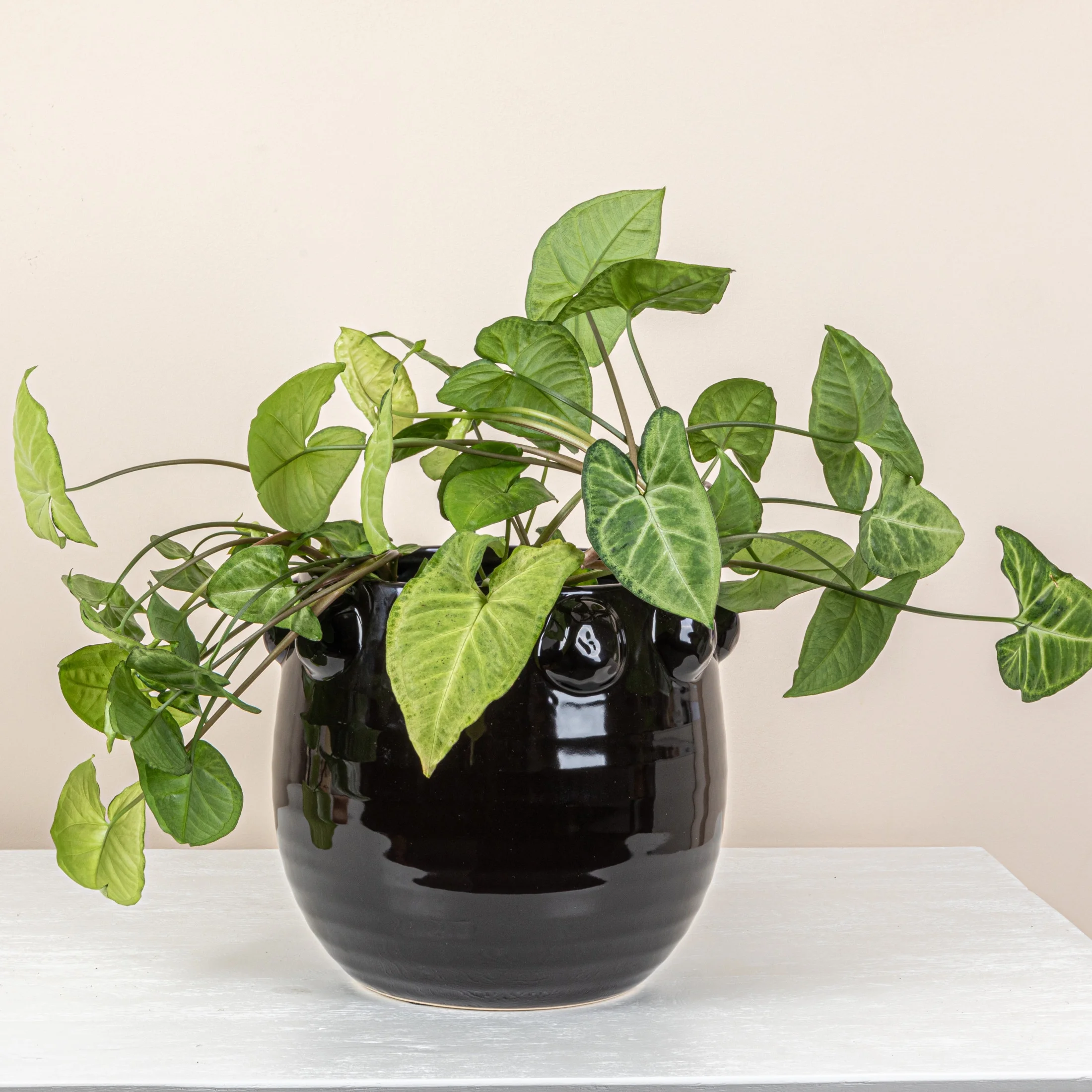 Creative Co-Op Terra-cotta Planter with Raised Dots, Black