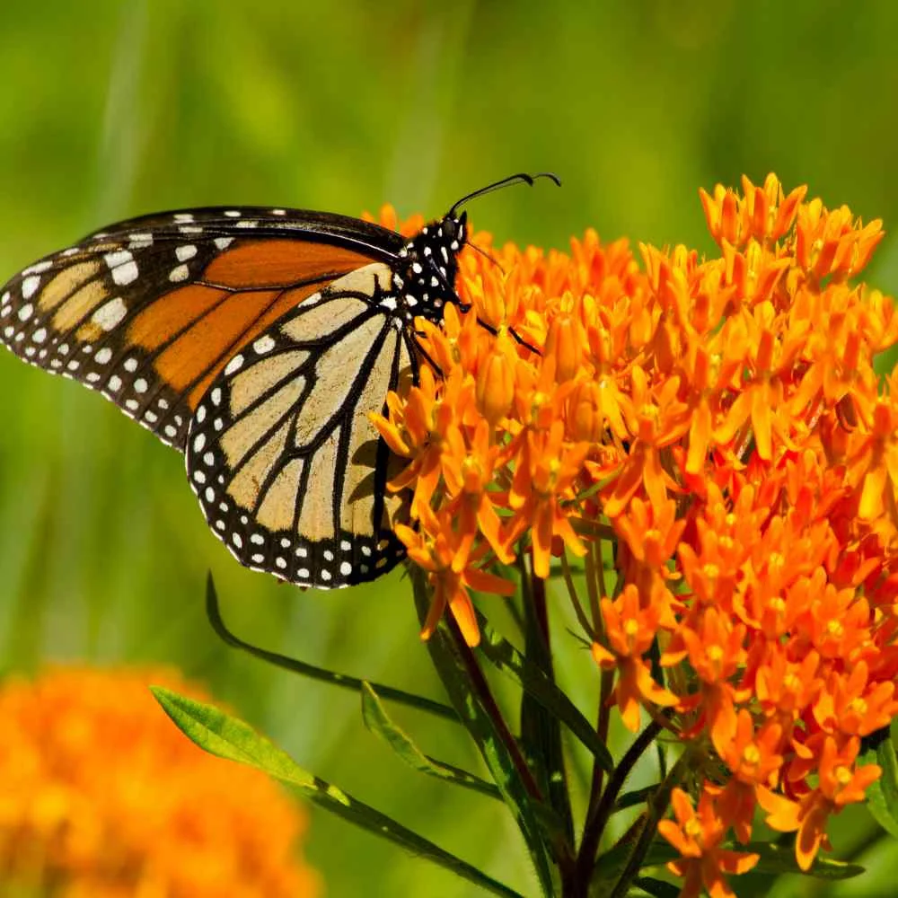 Outsidepride Butterfly Weed Plant Seed - 1000 Seeds